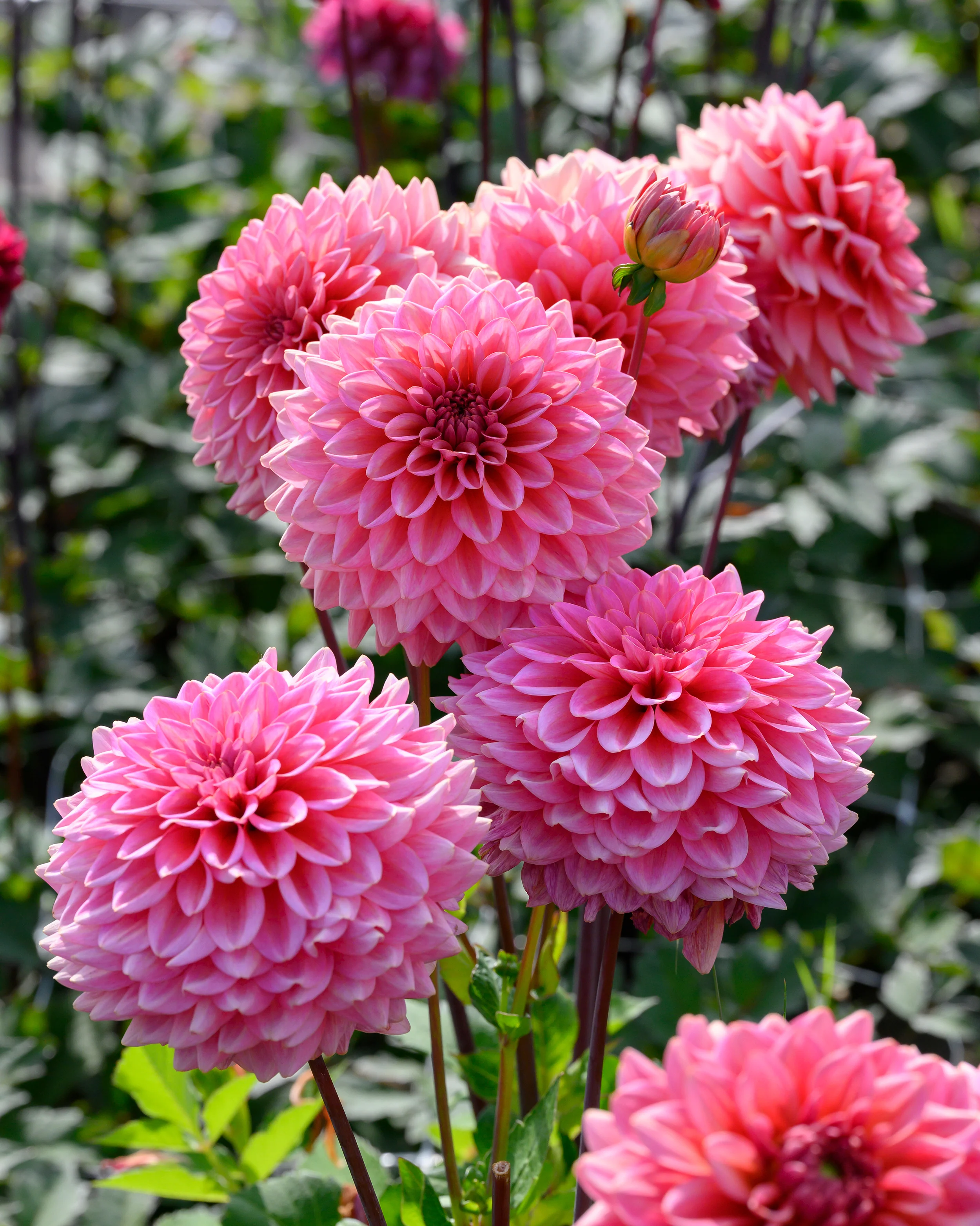 Dahlia 'Salmon Runner' - Image 9