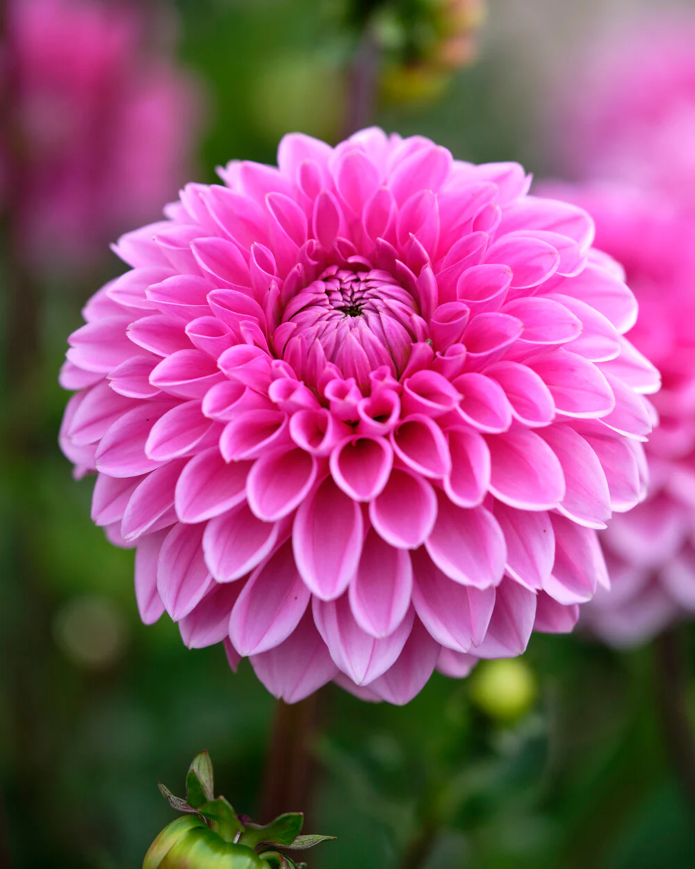 Dahlia 'Sandra' - Image 5