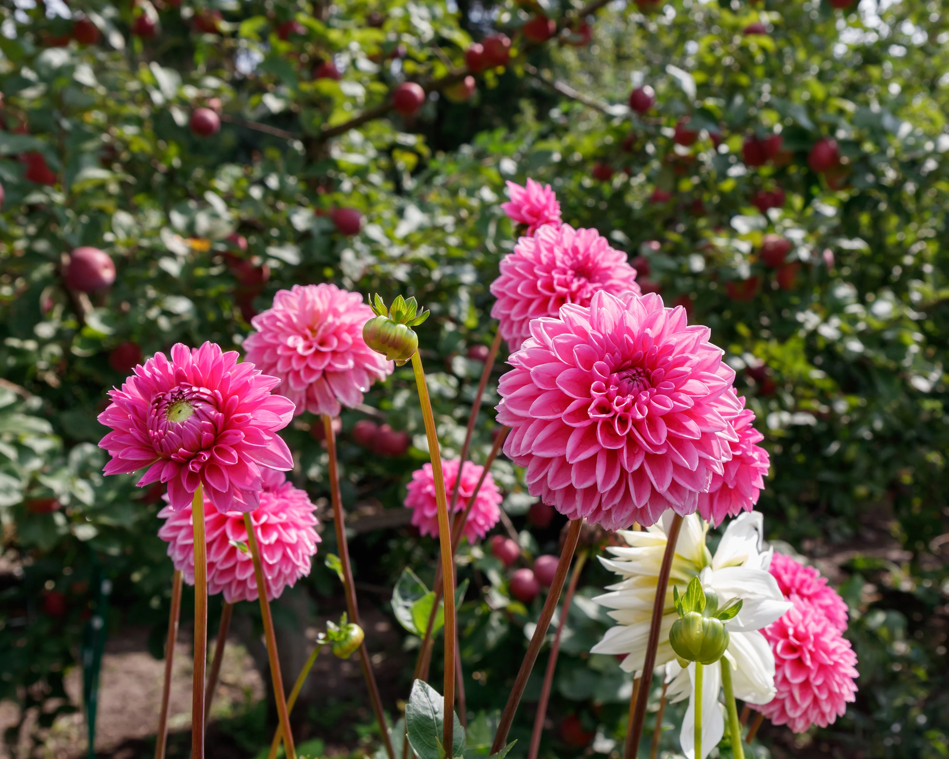 Dahlia 'Sandra' - Image 7