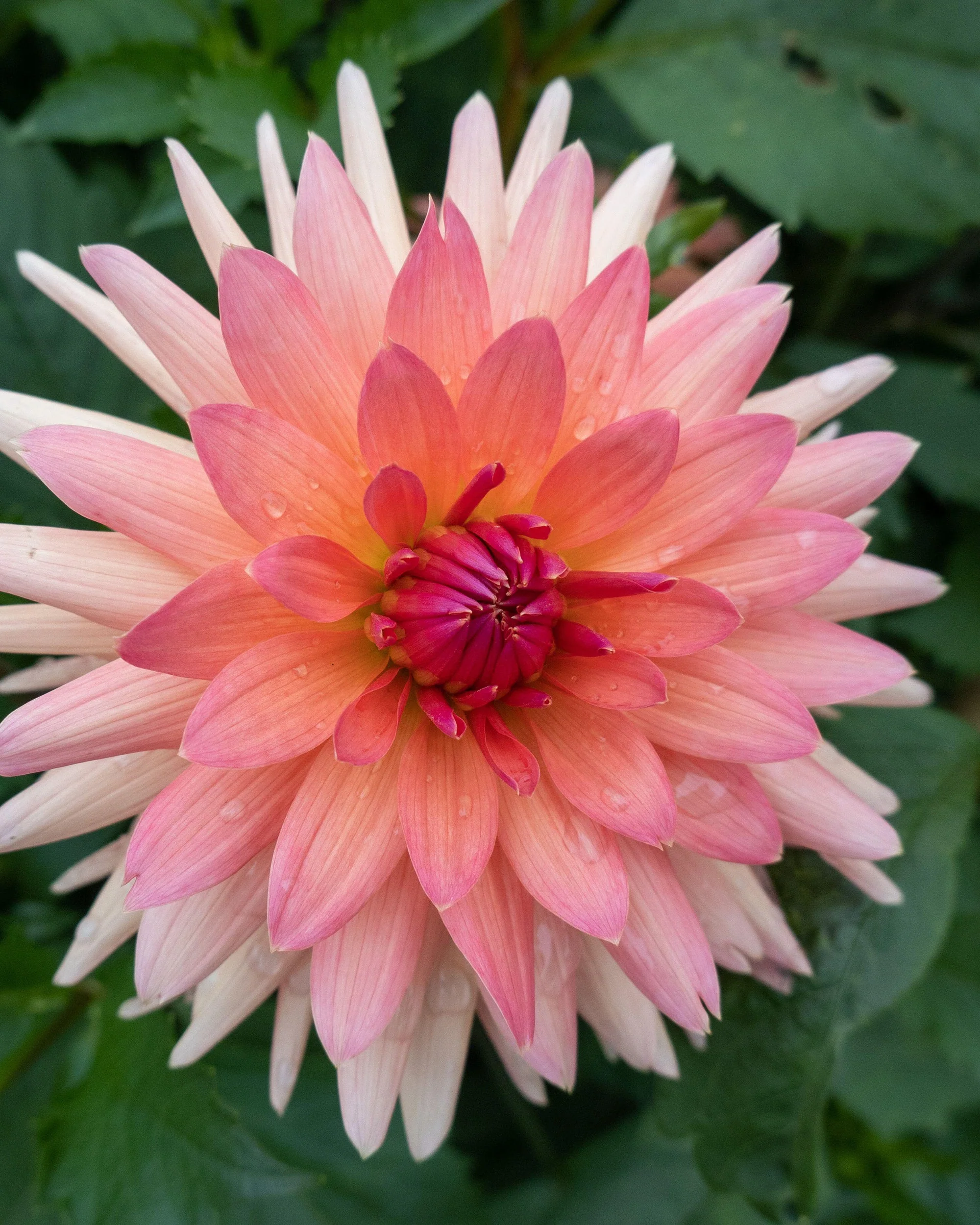 Dahlia 'Schneckenstein' - Image 2