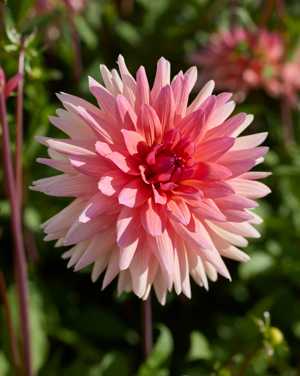Dahlia 'Schneckenstein' - Image 4