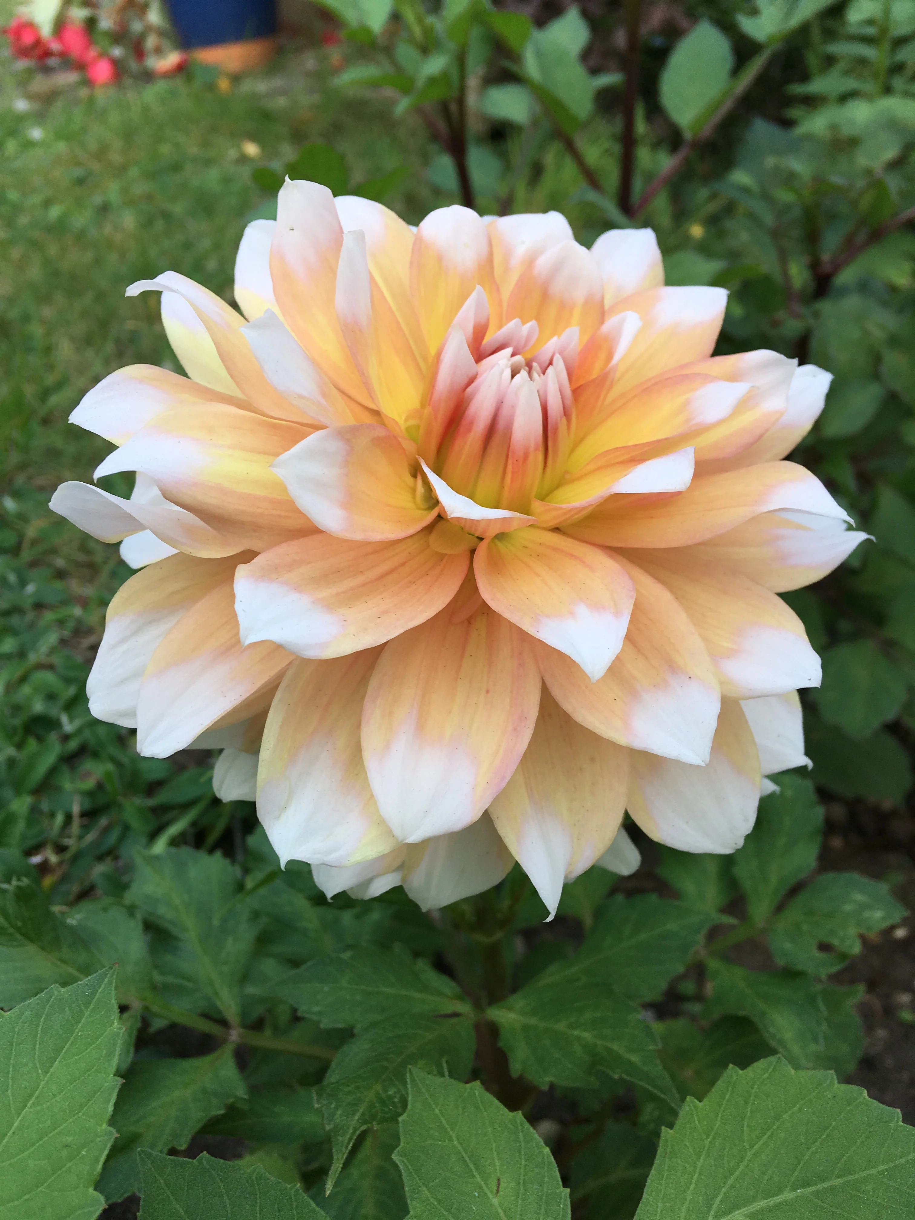 Dahlia 'Seattle' - Image 2
