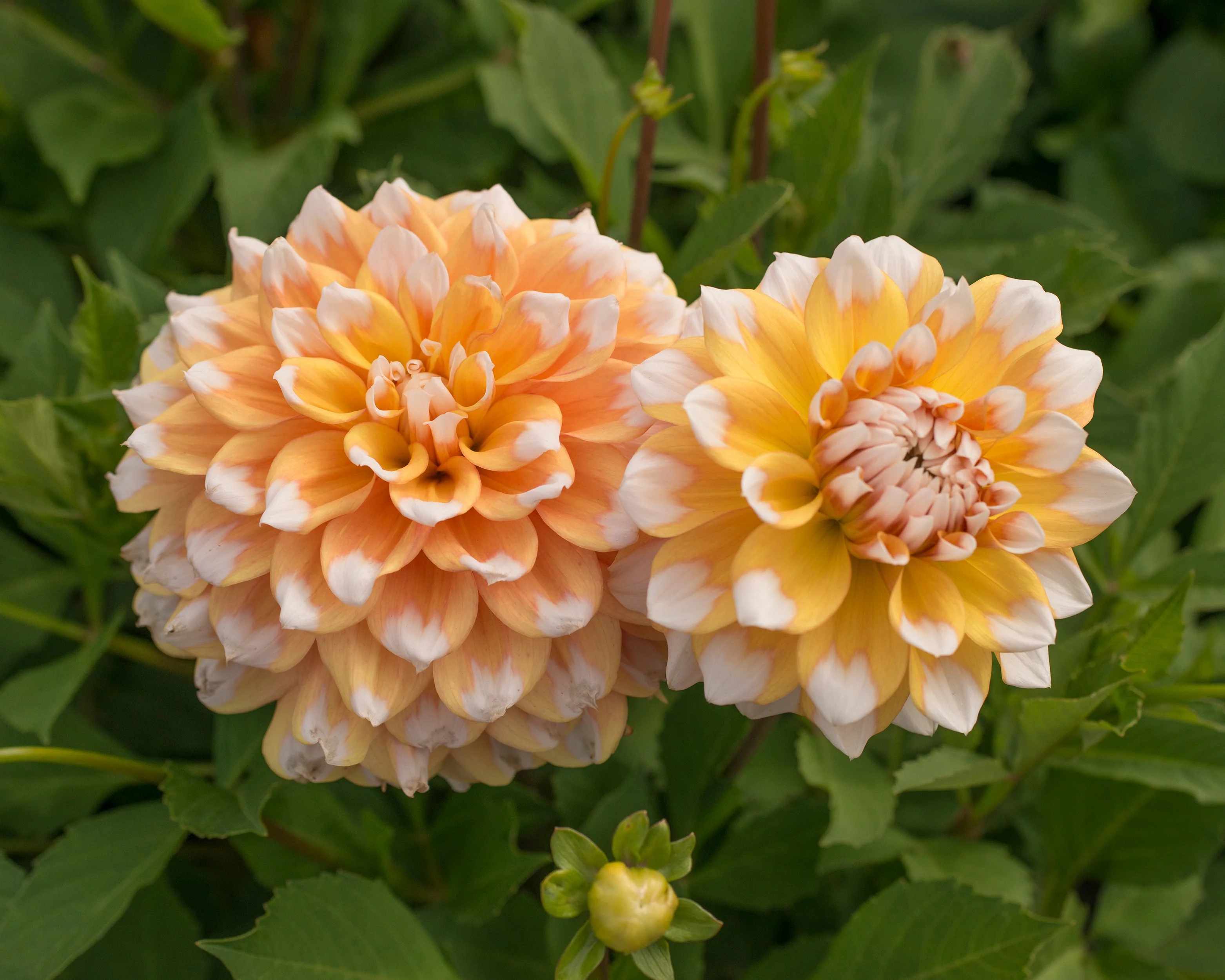 Dahlia 'Seattle' - Image 4