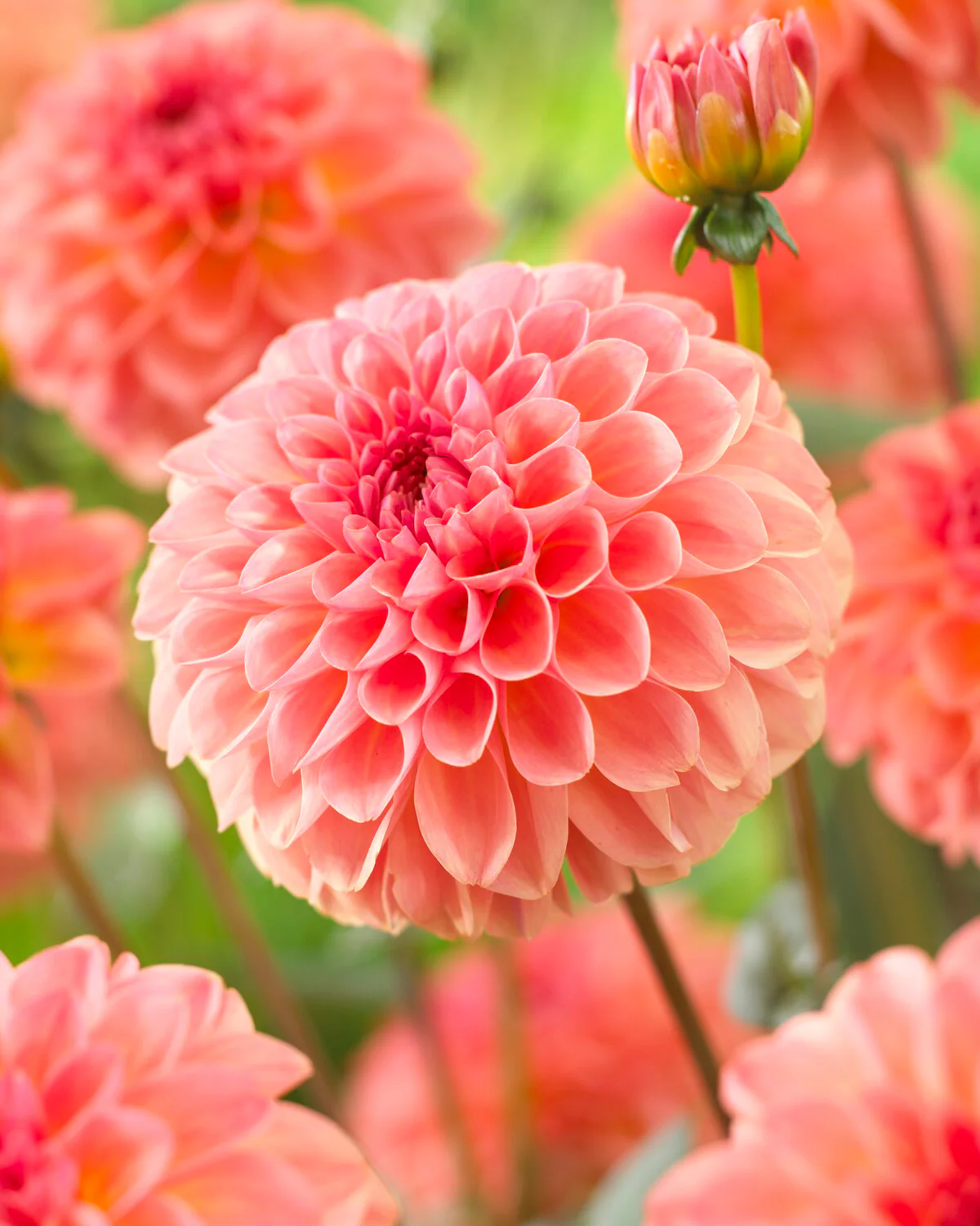 Dahlia 'Sebastian' - Image 5