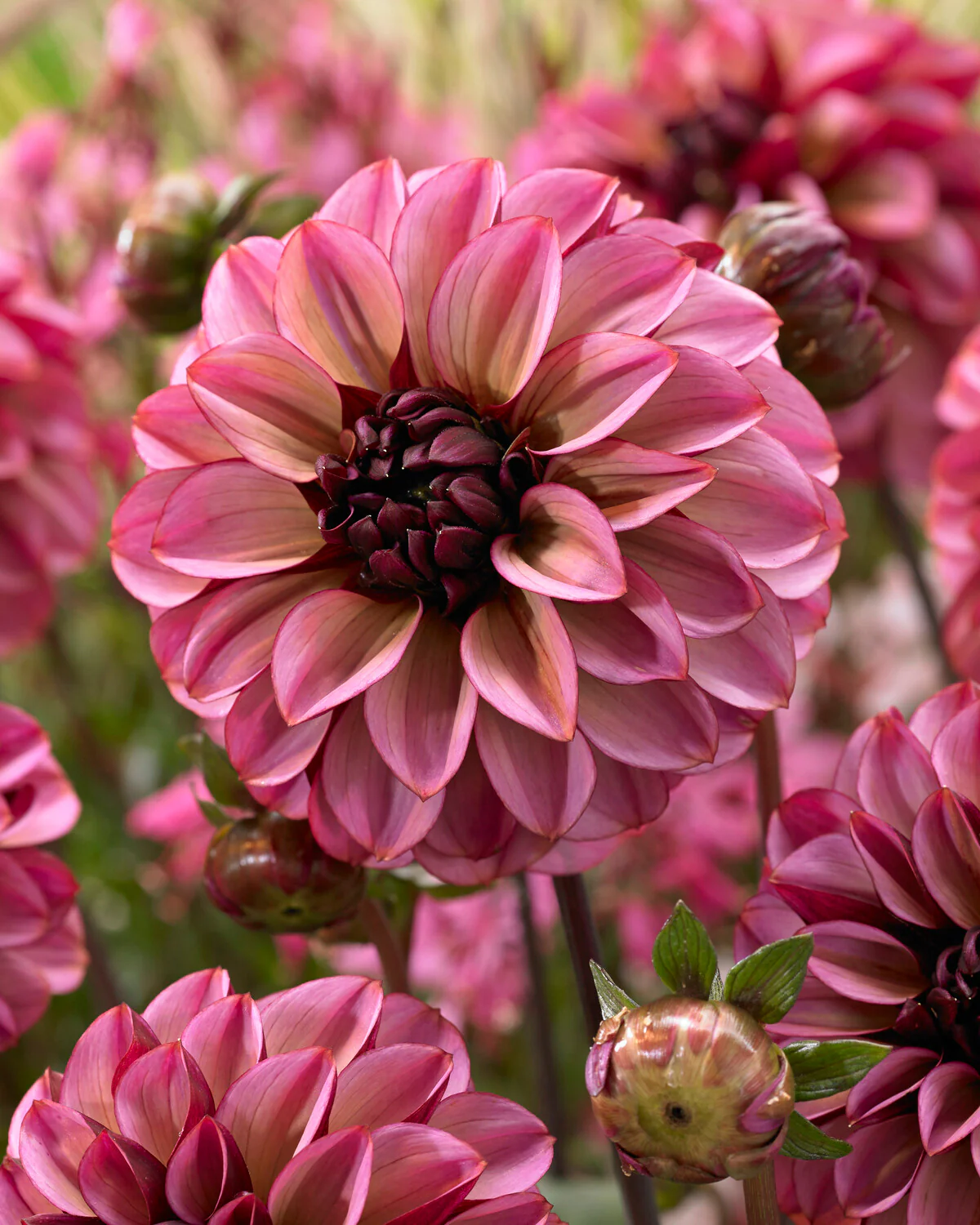 Dahlia 'Seniors Hope' - Image 2