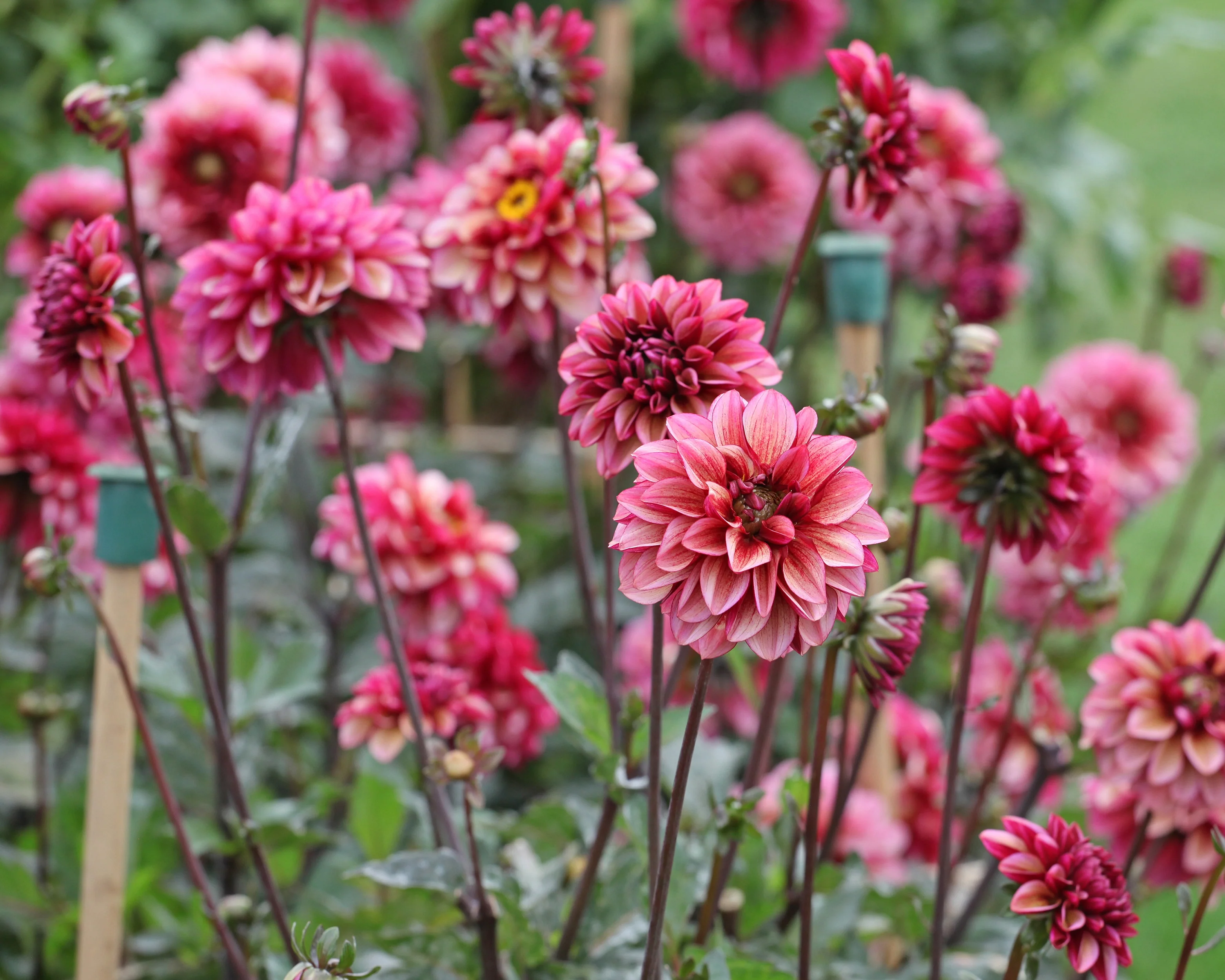 Dahlia 'Seniors Hope' - Image 3