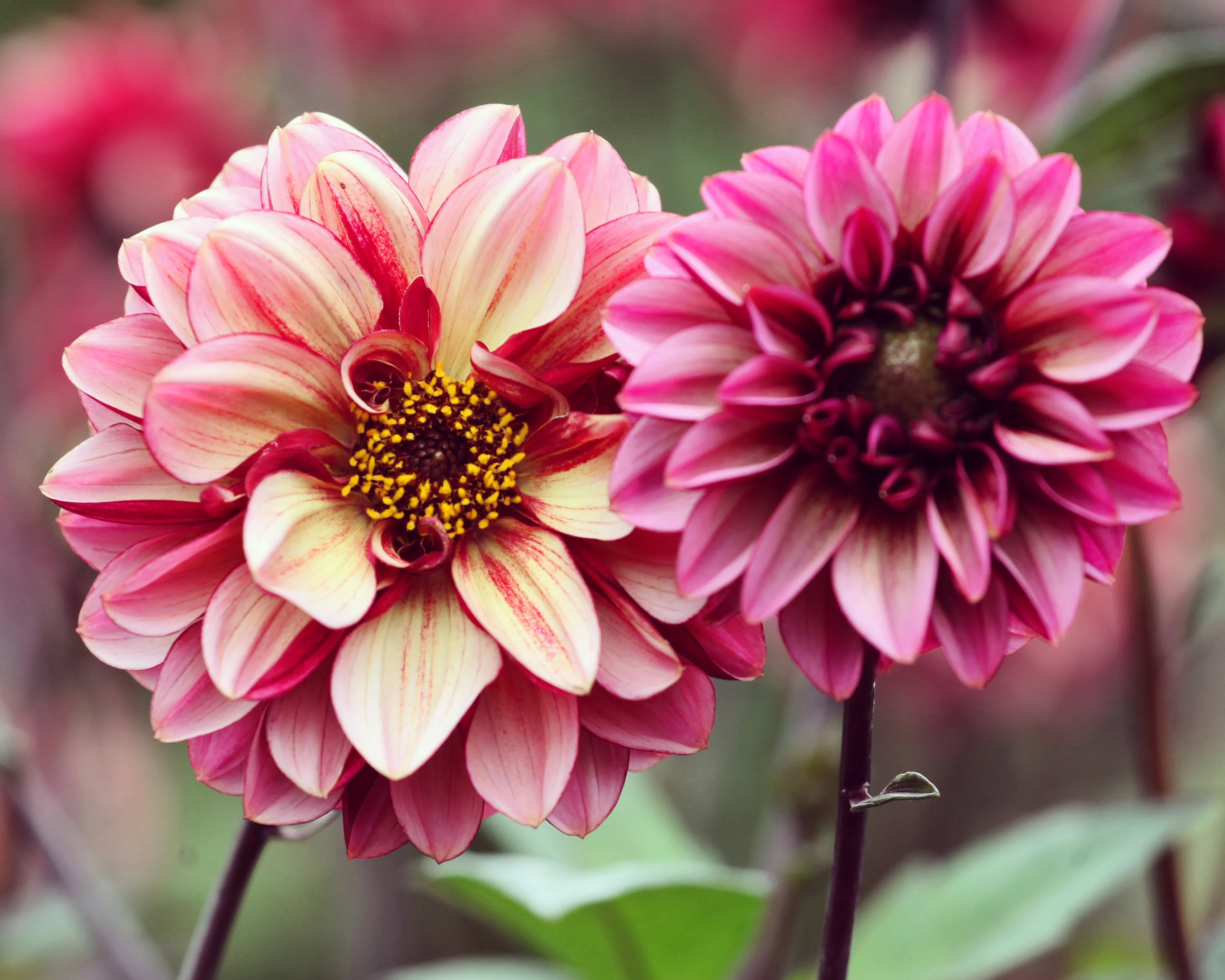 Dahlia 'Seniors Hope' - Image 4