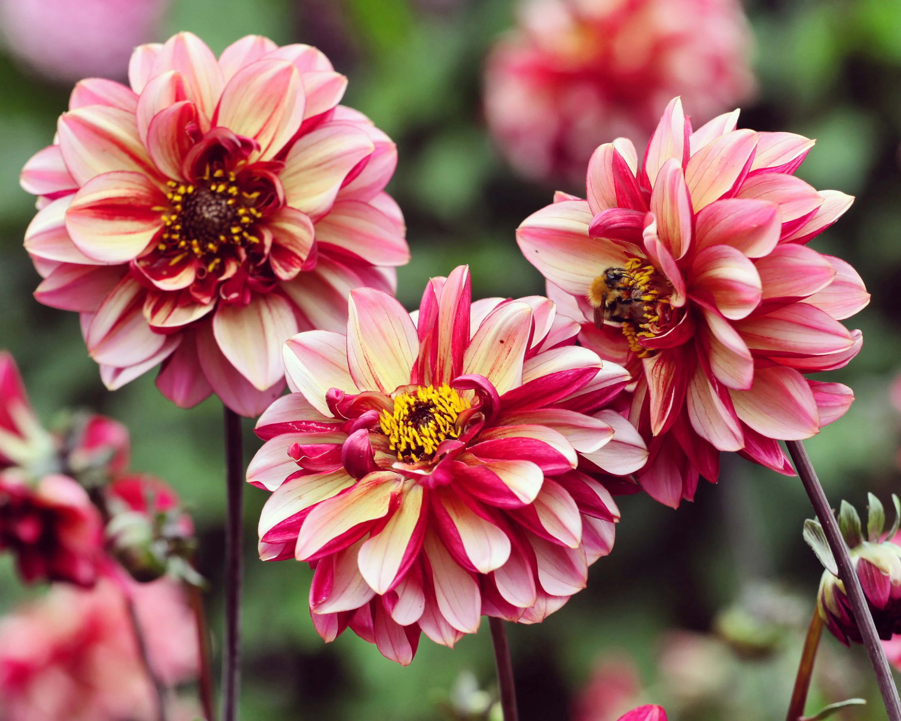 Dahlia 'Seniors Hope' - Image 5