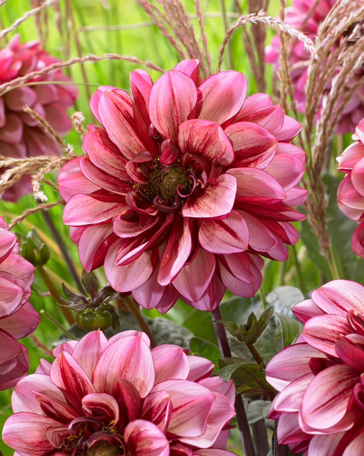 Dahlia 'Seniors Hope' - Image 6