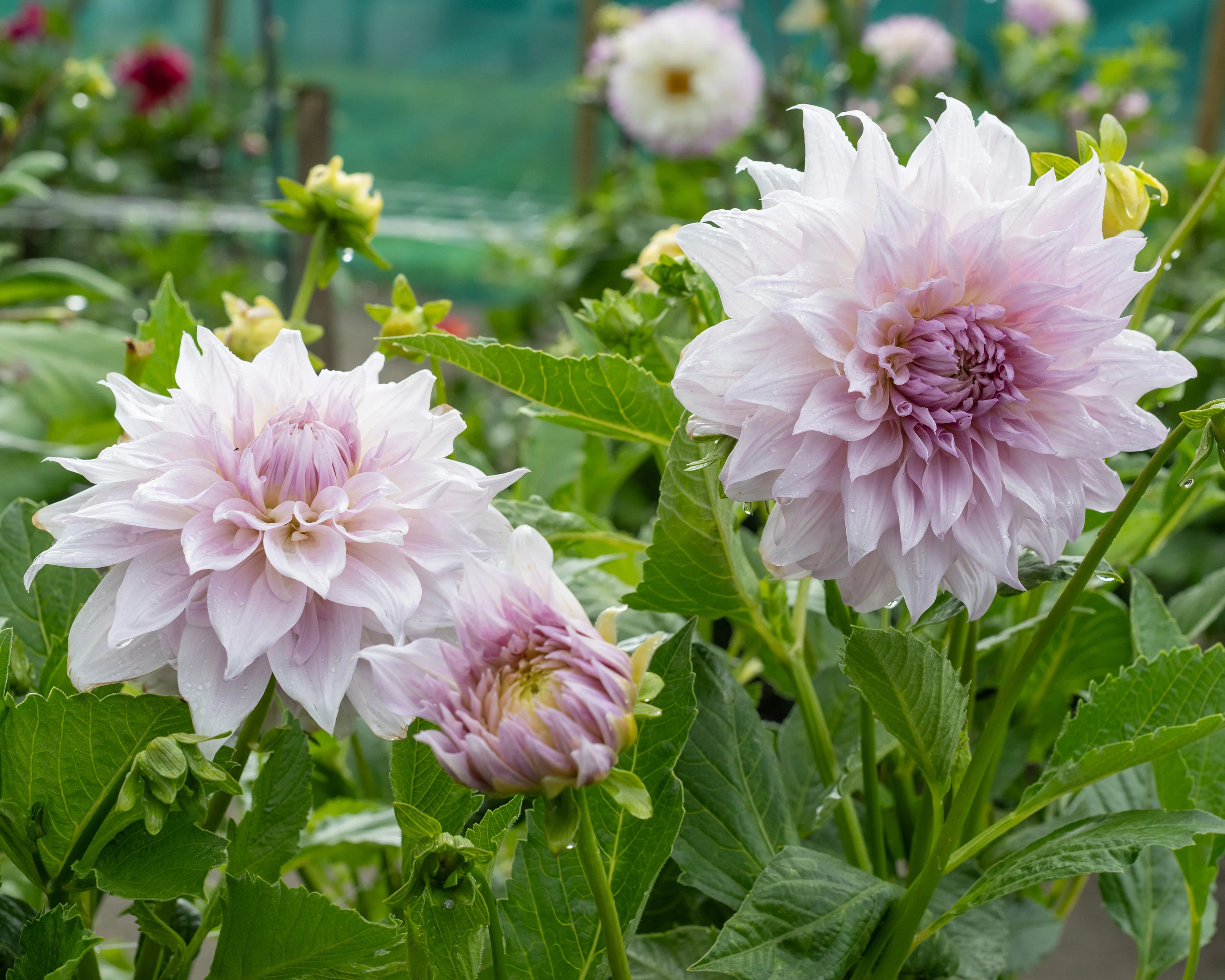 Dahlia 'Shiloh Noelle' - Image 2