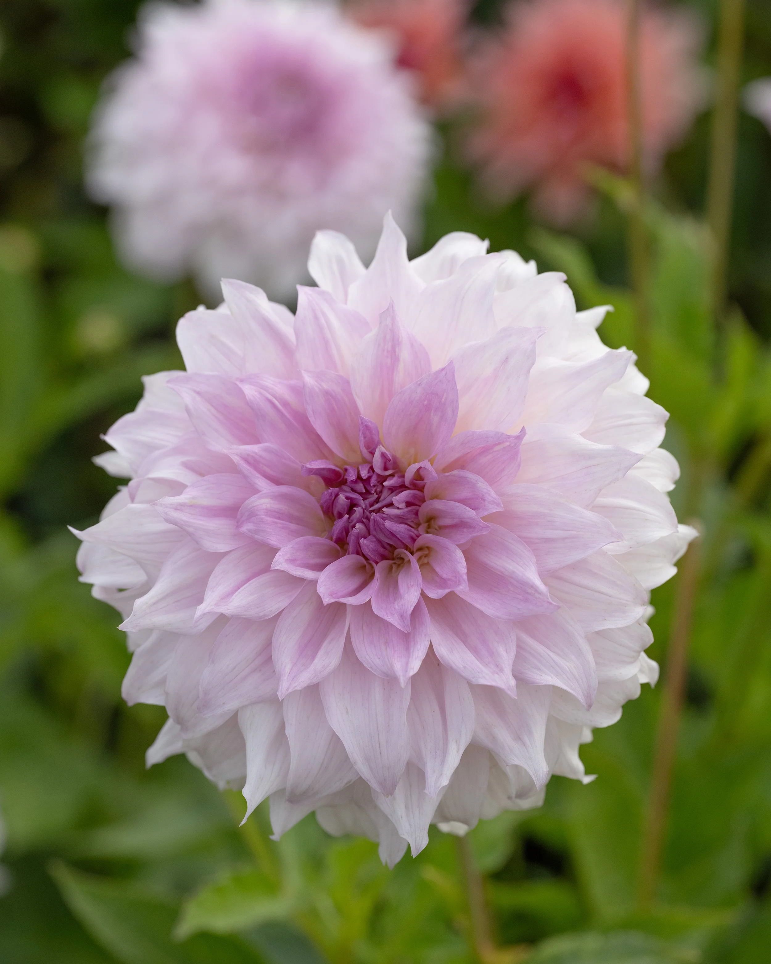 Dahlia 'Shiloh Noelle' - Image 3