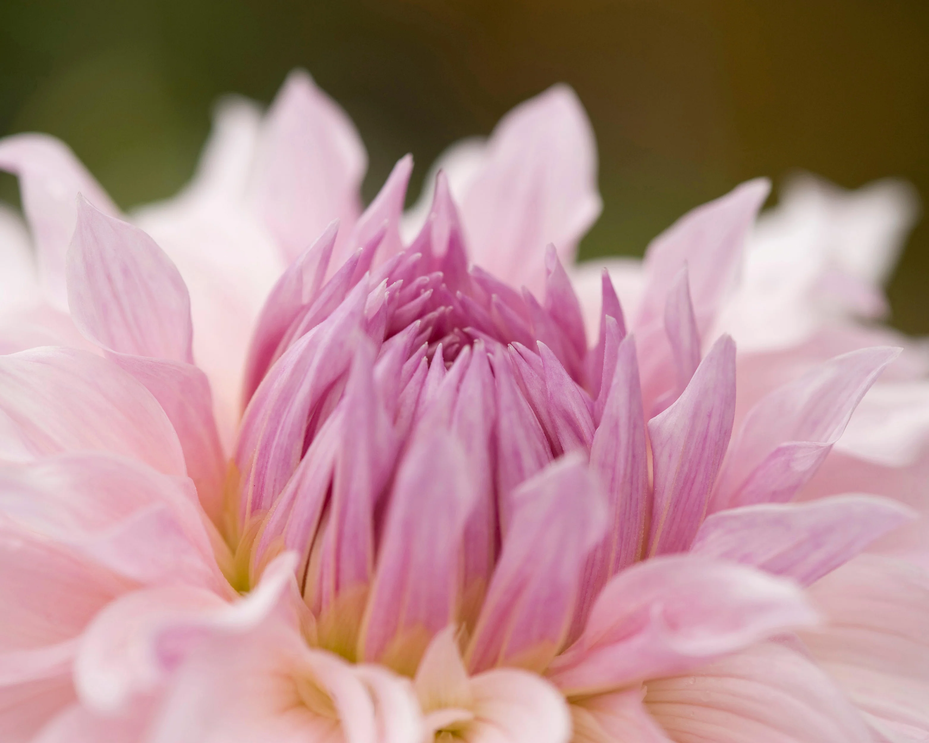 Dahlia 'Shiloh Noelle' - Image 5