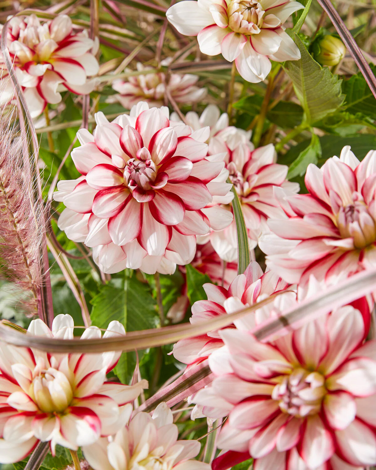Dahlia 'Short Track' - Image 10