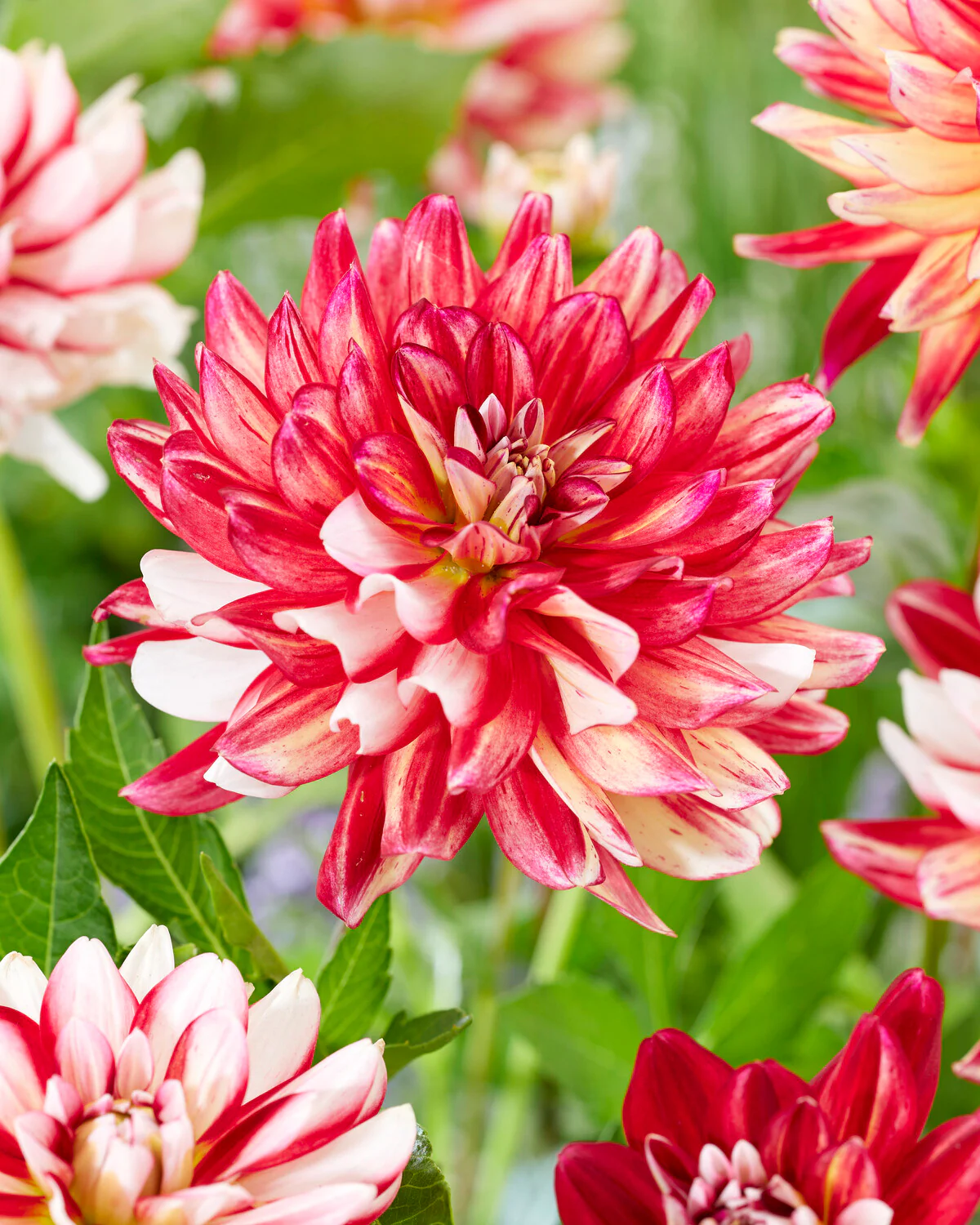 Dahlia 'Short Track' - Image 2