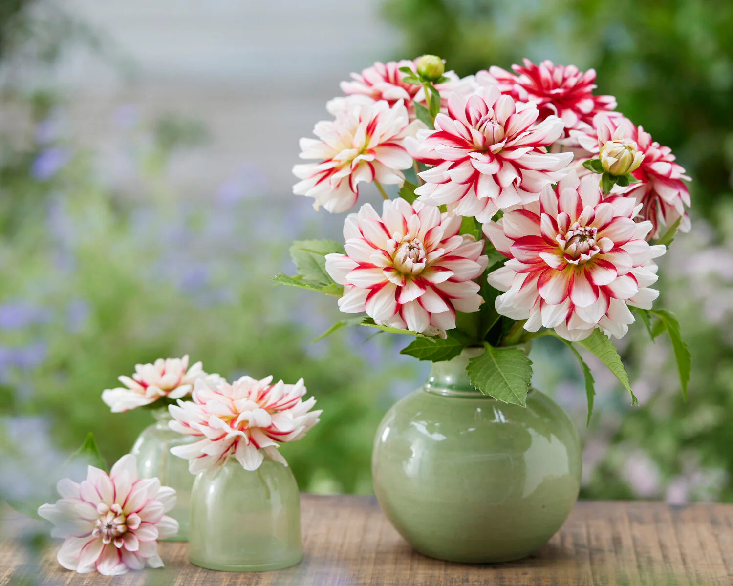 Dahlia 'Short Track' - Image 4
