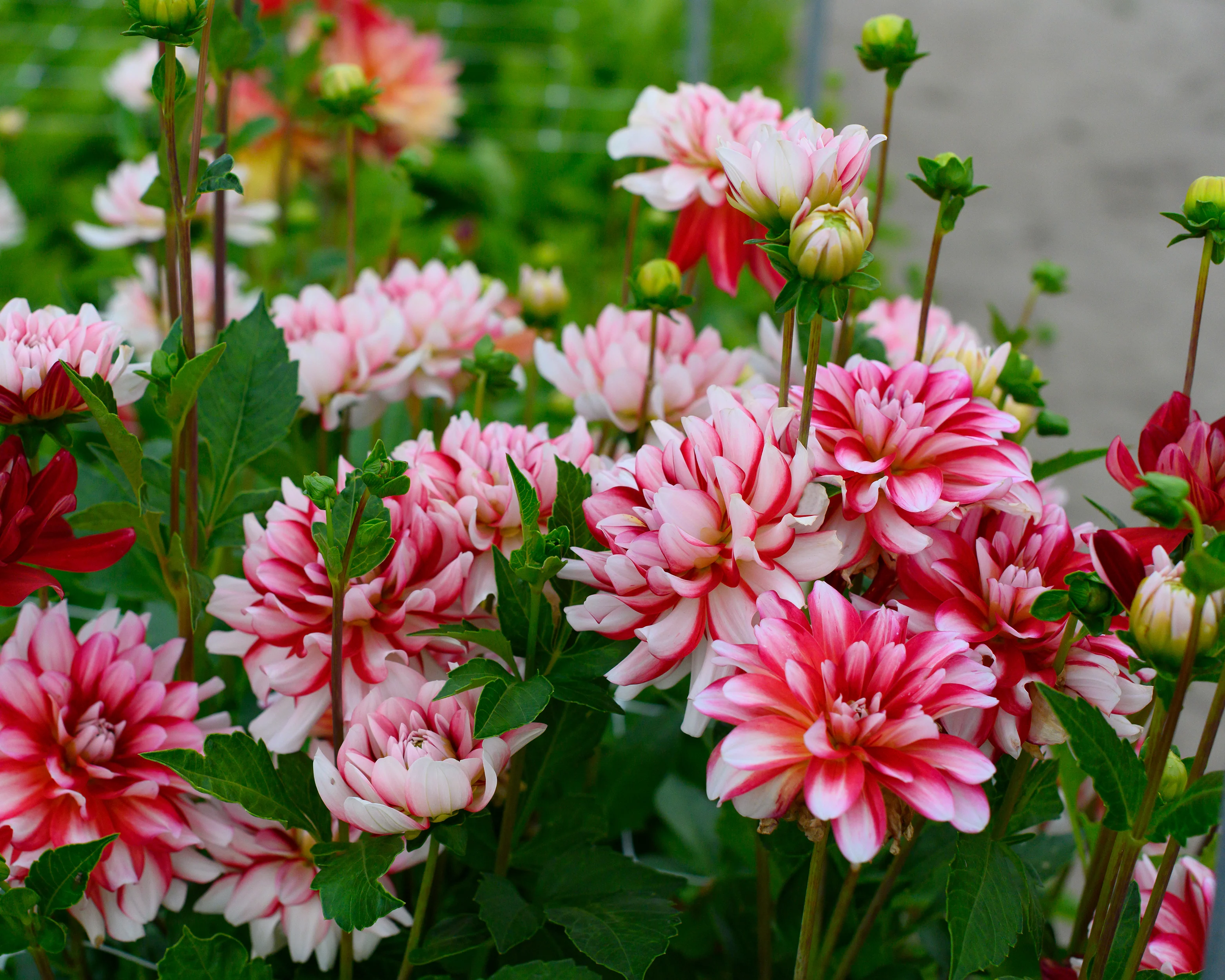 Dahlia 'Short Track' - Image 7