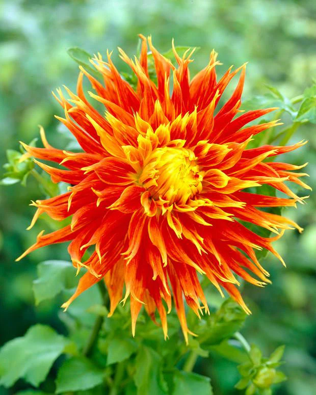 Dahlia 'Show 'n' Tell'