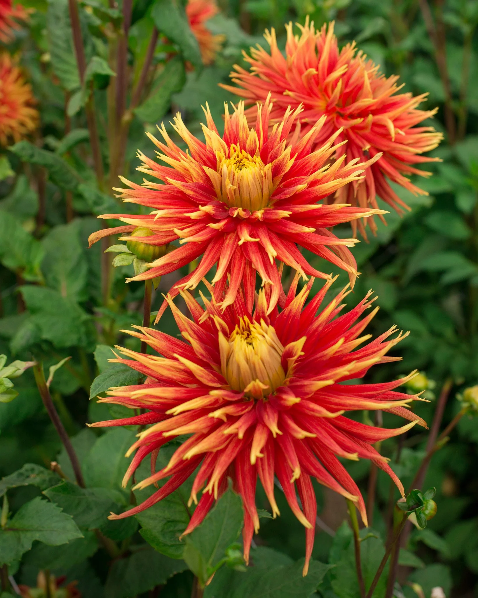 Dahlia 'Show 'n' Tell' - Image 2