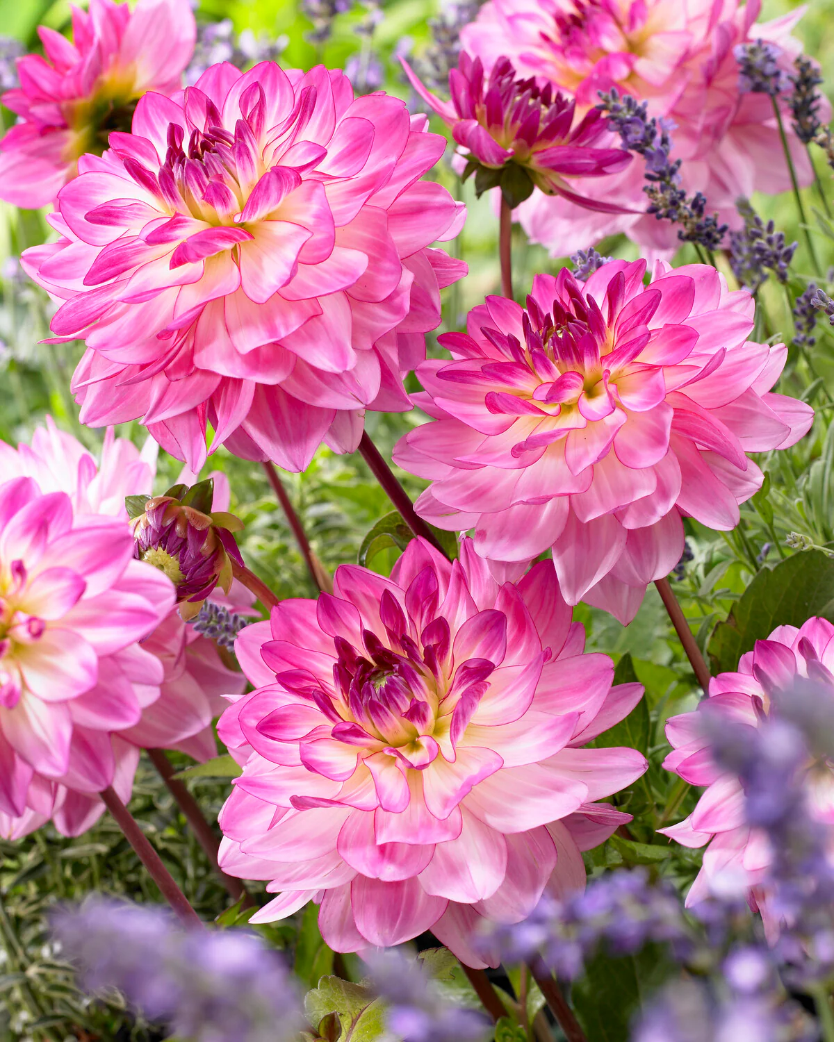 Dahlia 'Sincerity' - Image 2