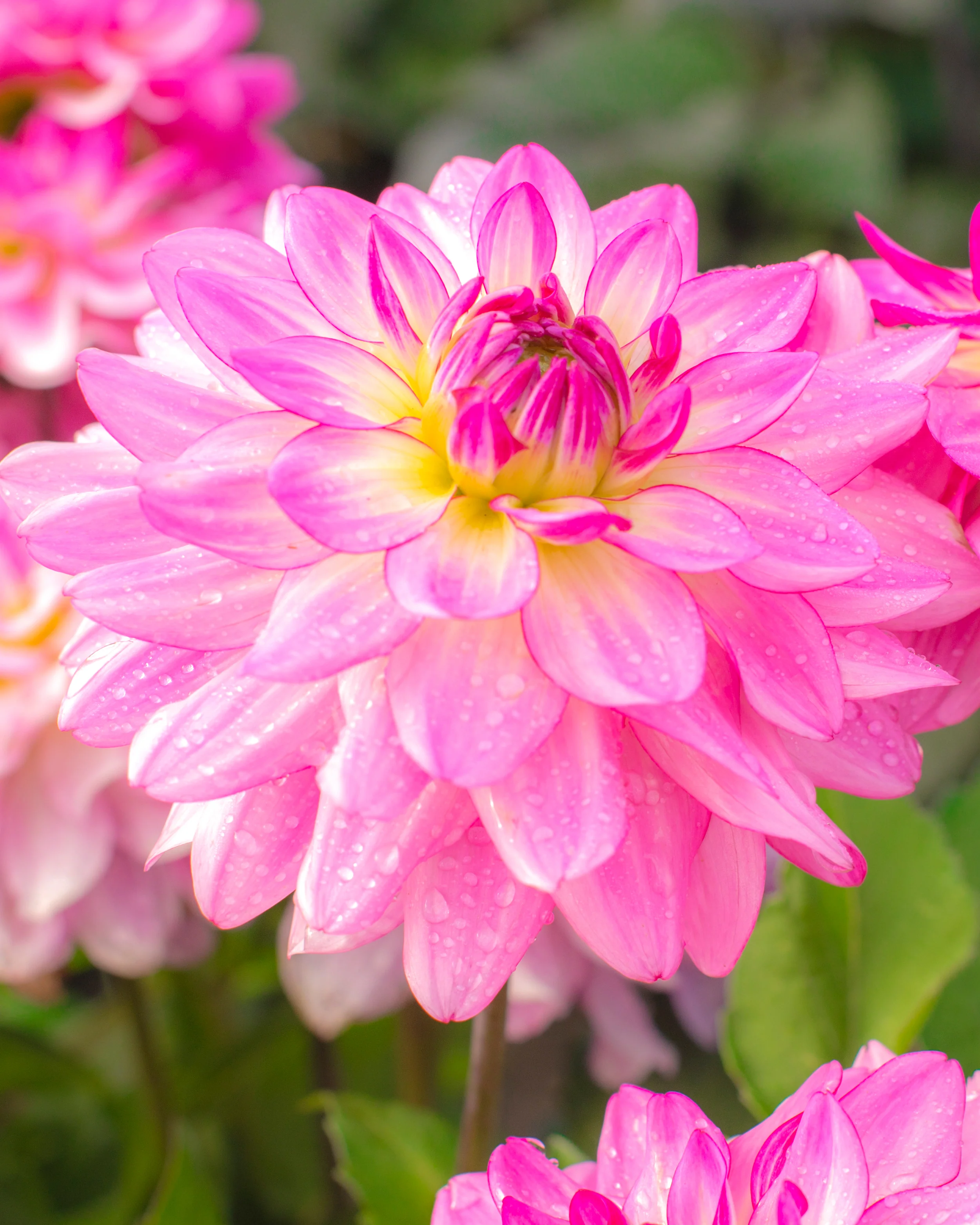 Dahlia 'Sincerity' - Image 3