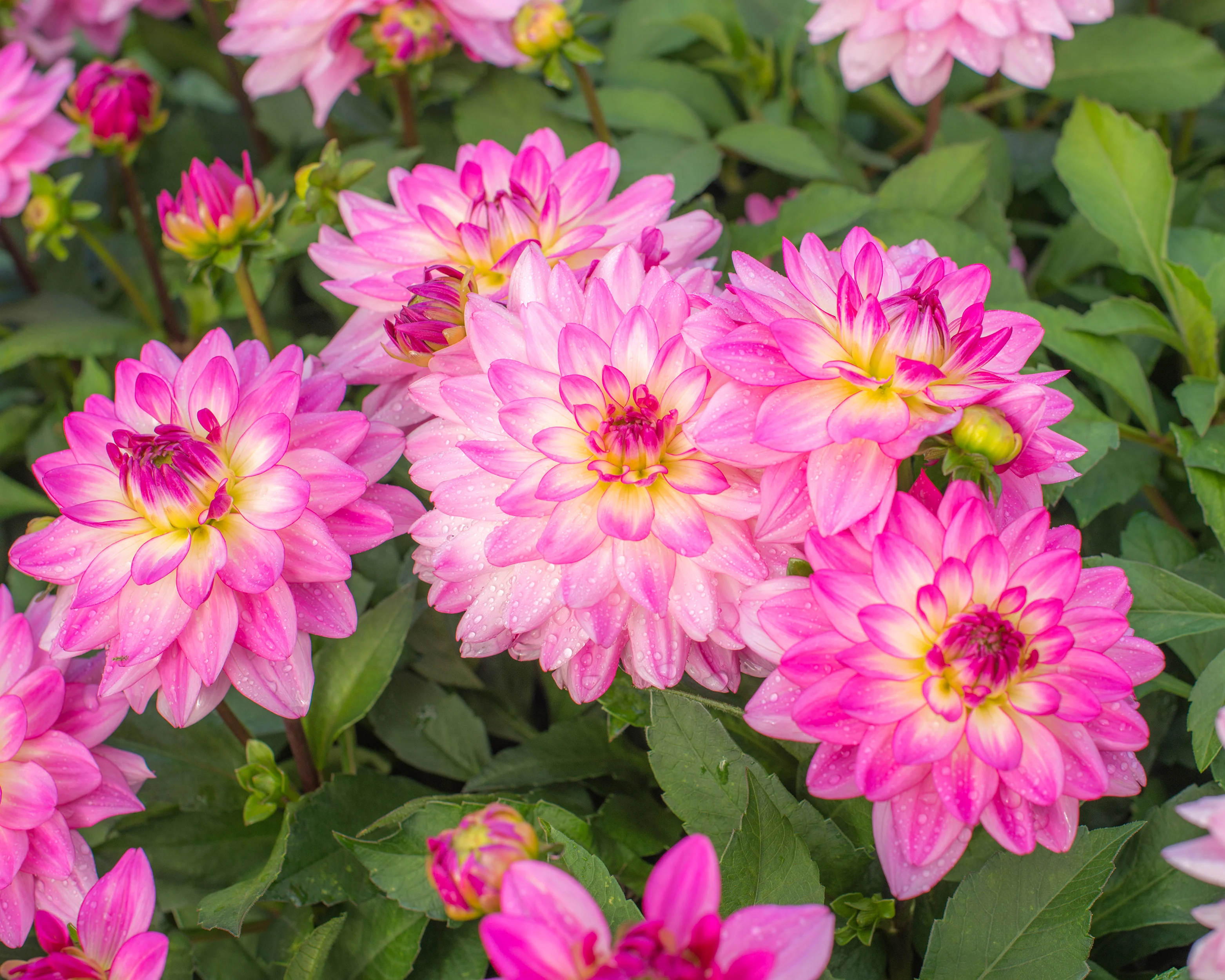 Dahlia 'Sincerity' - Image 4
