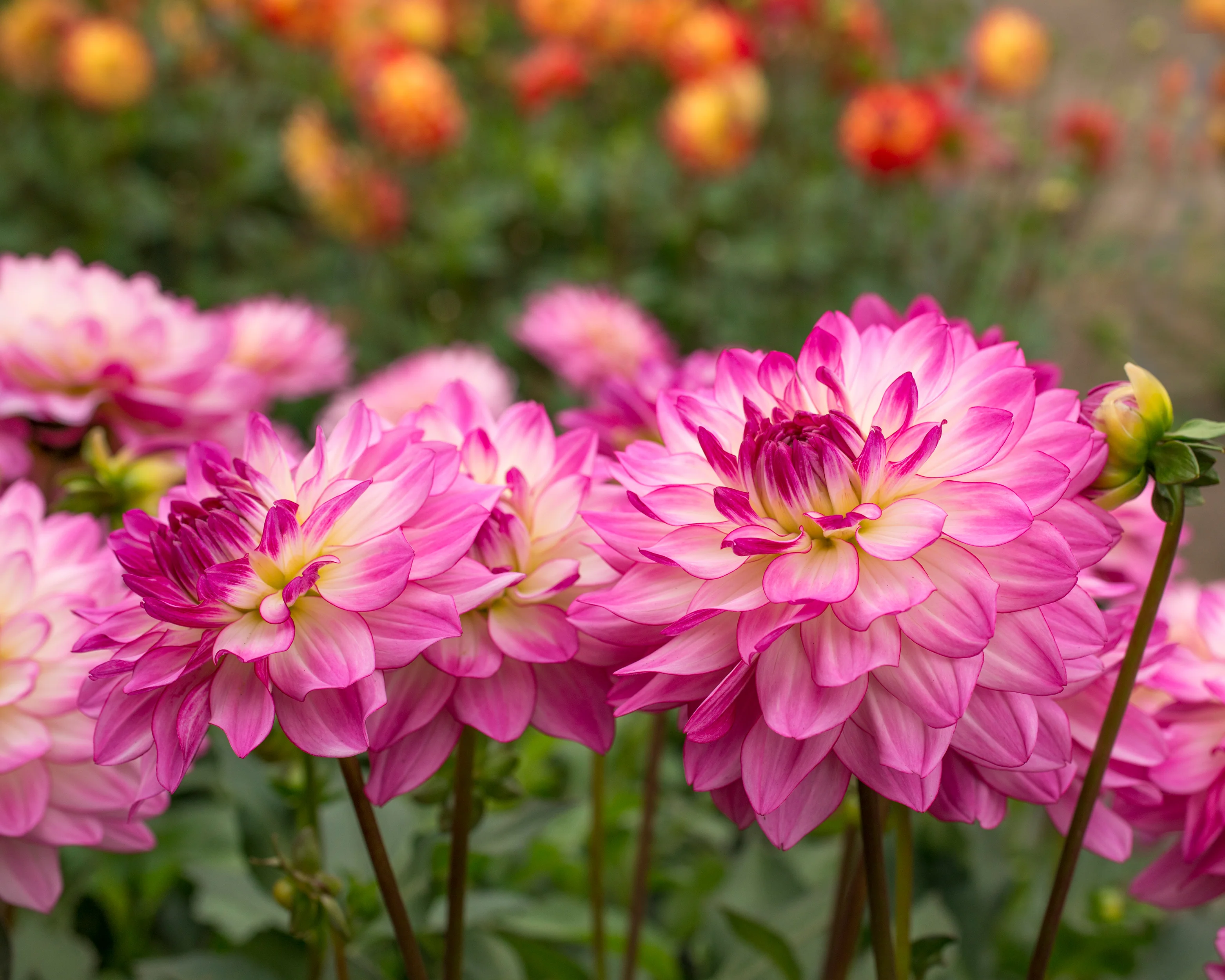 Dahlia 'Sincerity' - Image 6