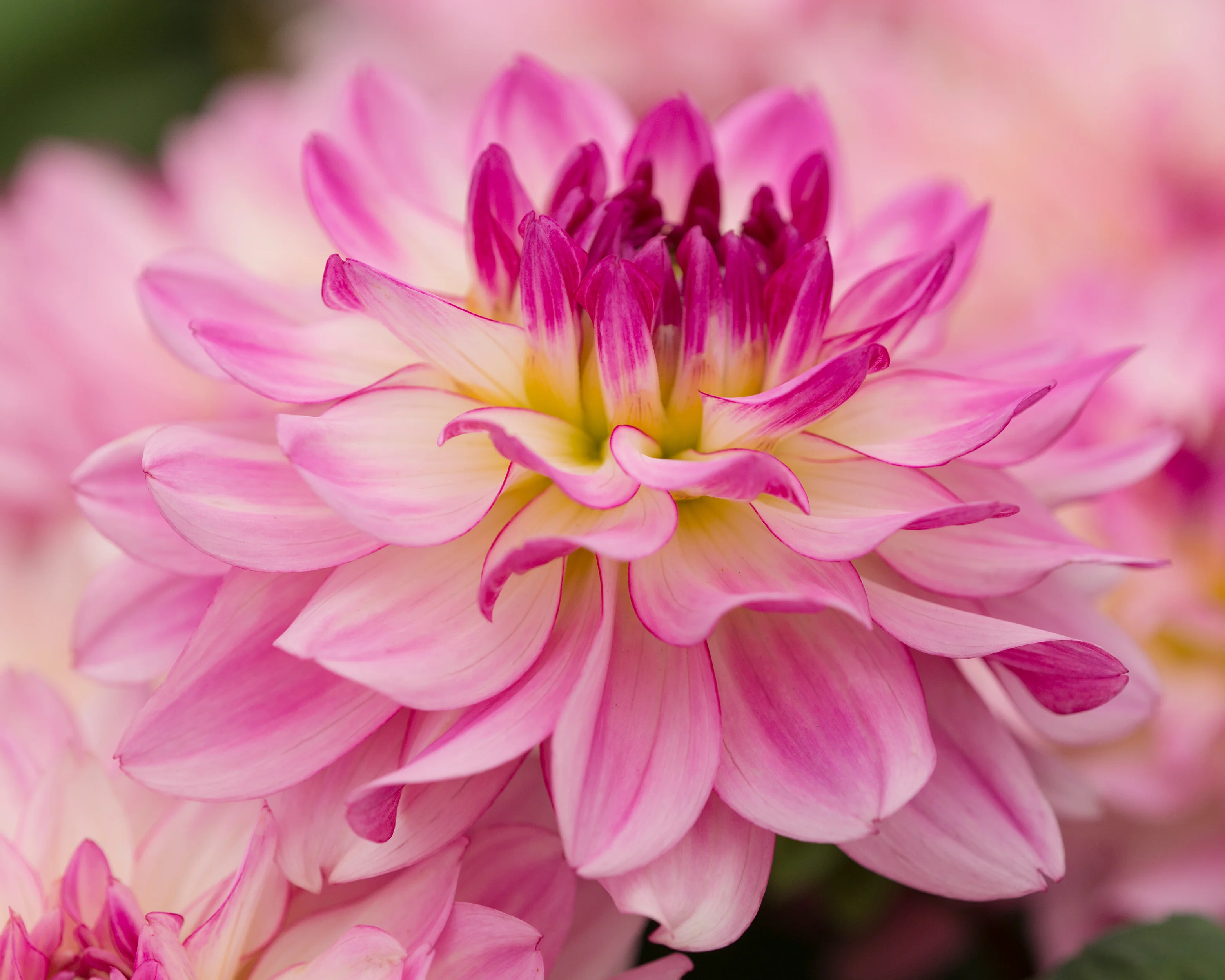 Dahlia 'Sincerity' - Image 7