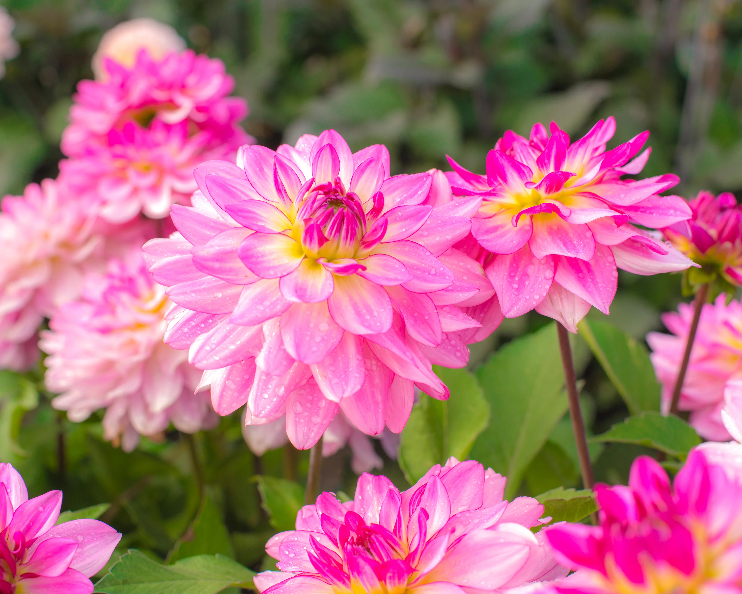 Dahlia 'Sincerity' - Image 8