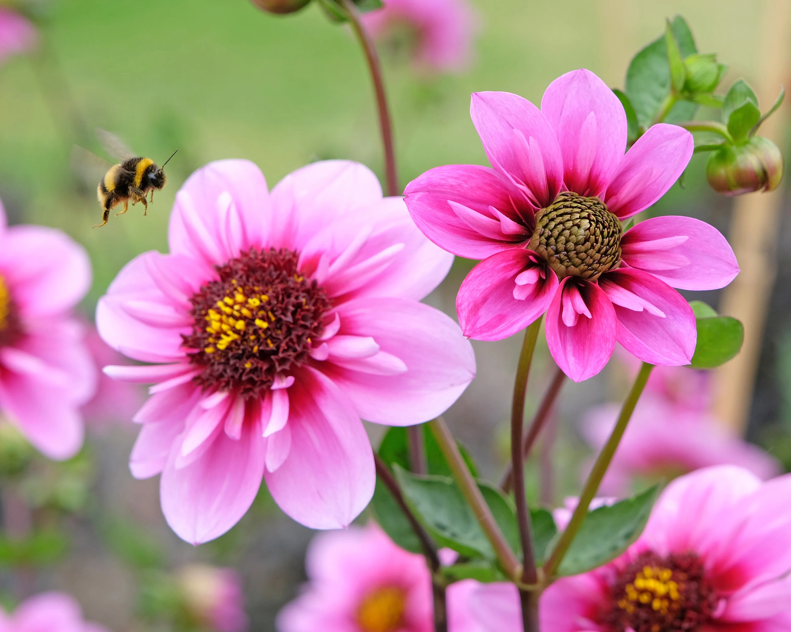 Dahlia 'Skyfall' - Image 2