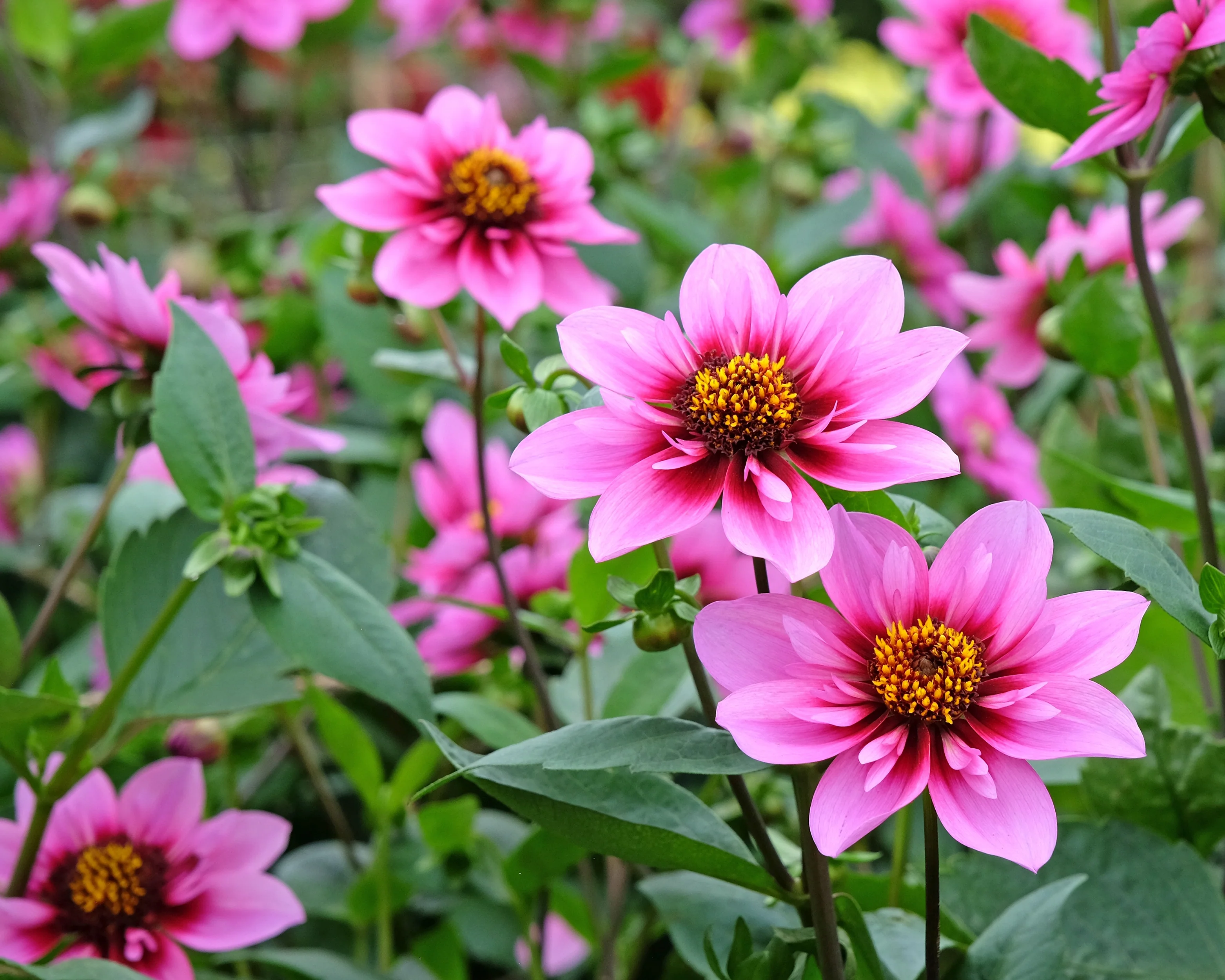 Dahlia 'Skyfall' - Image 3