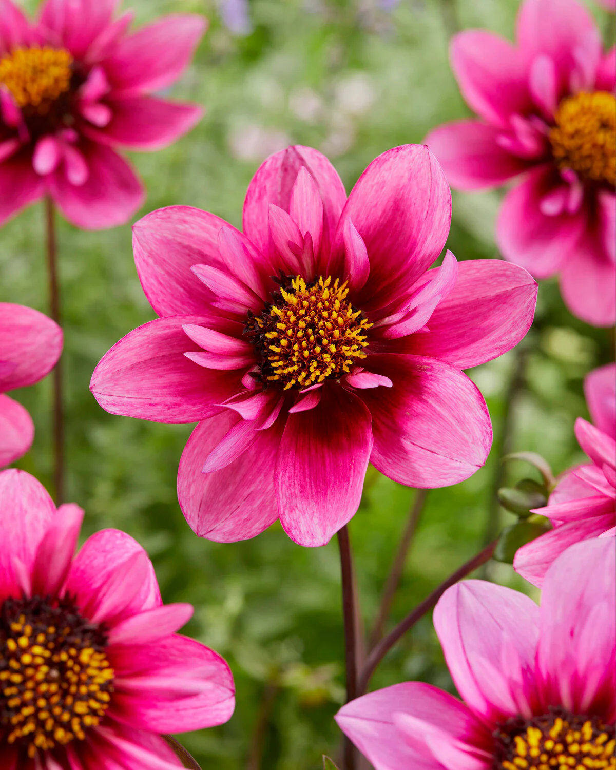 Dahlia 'Skyfall' - Image 4