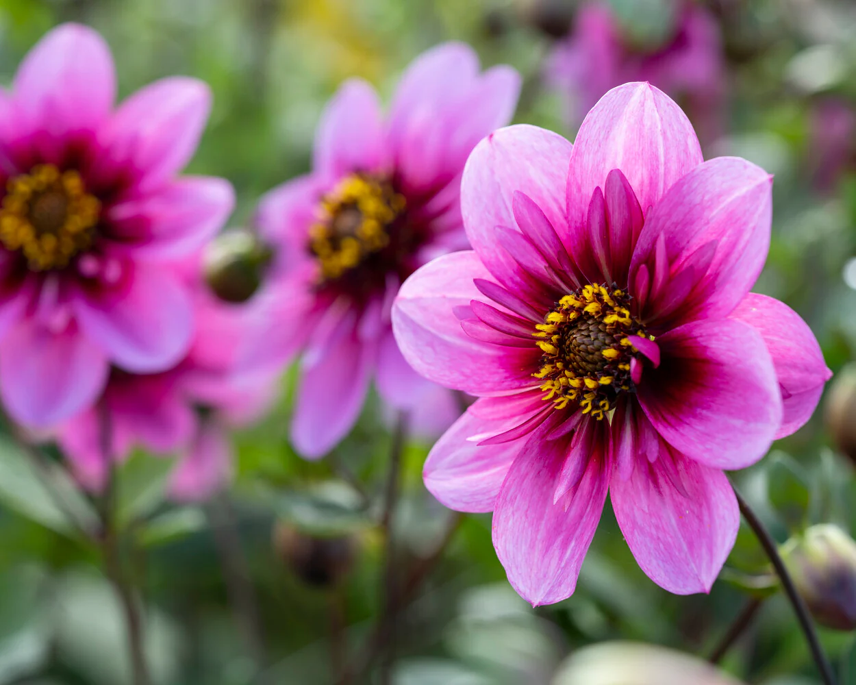 Dahlia 'Skyfall' - Image 5