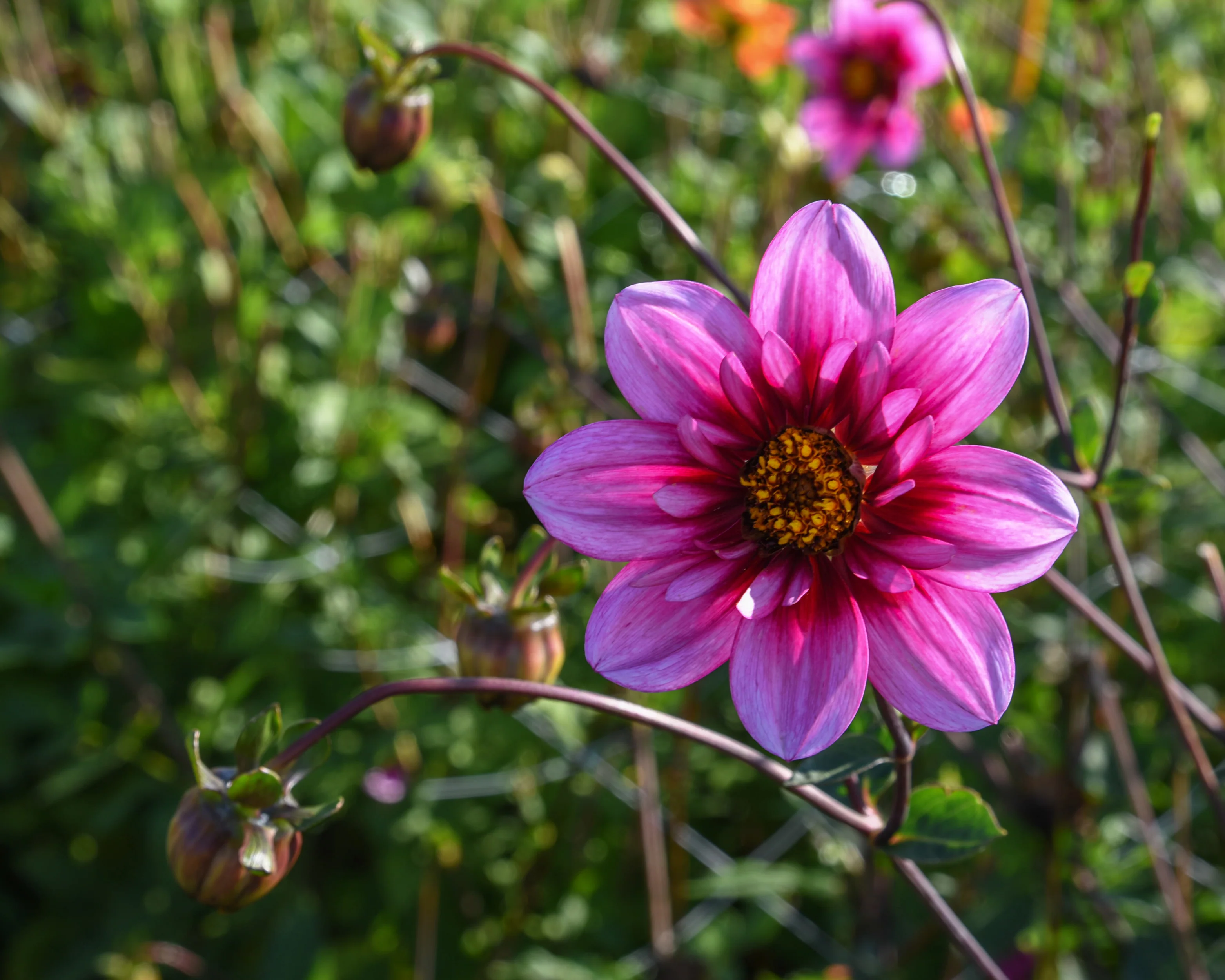 Dahlia 'Skyfall' - Image 7