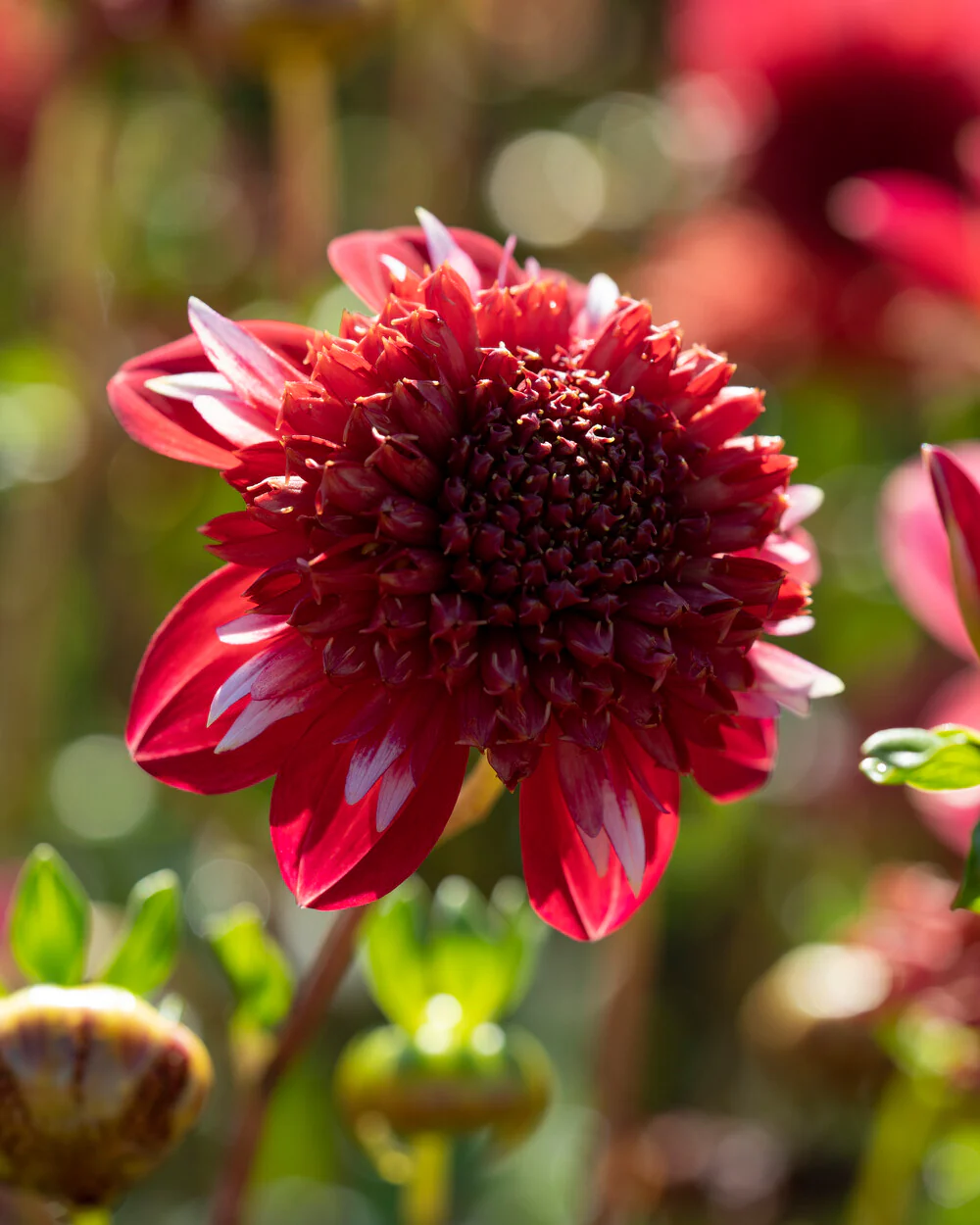 Dahlia 'Speech' - Image 4