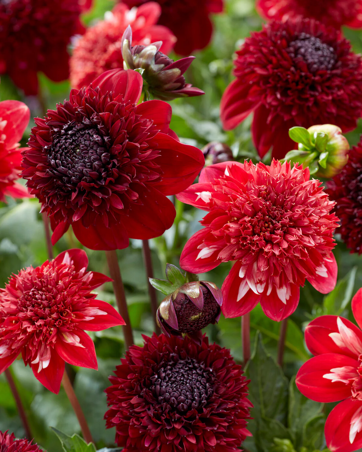 Dahlia 'Speech' - Image 5