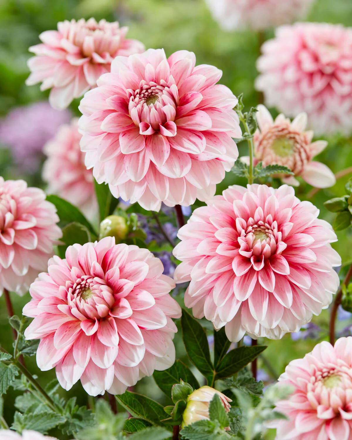 Dahlia 'Strawberry Cream' - Image 2