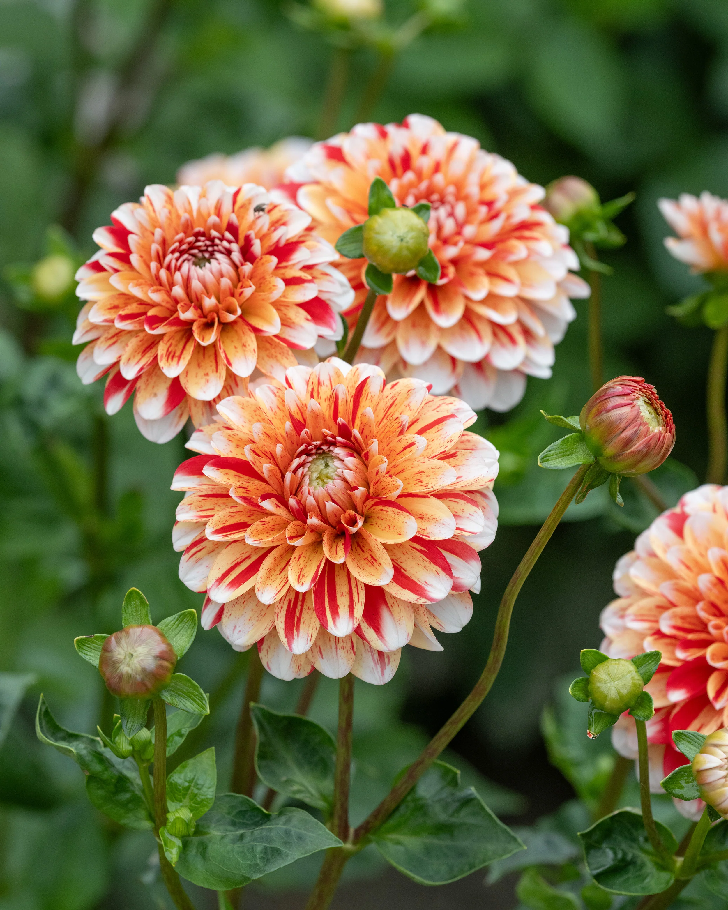 Dahlia 'Striped Nagano' - Image 2