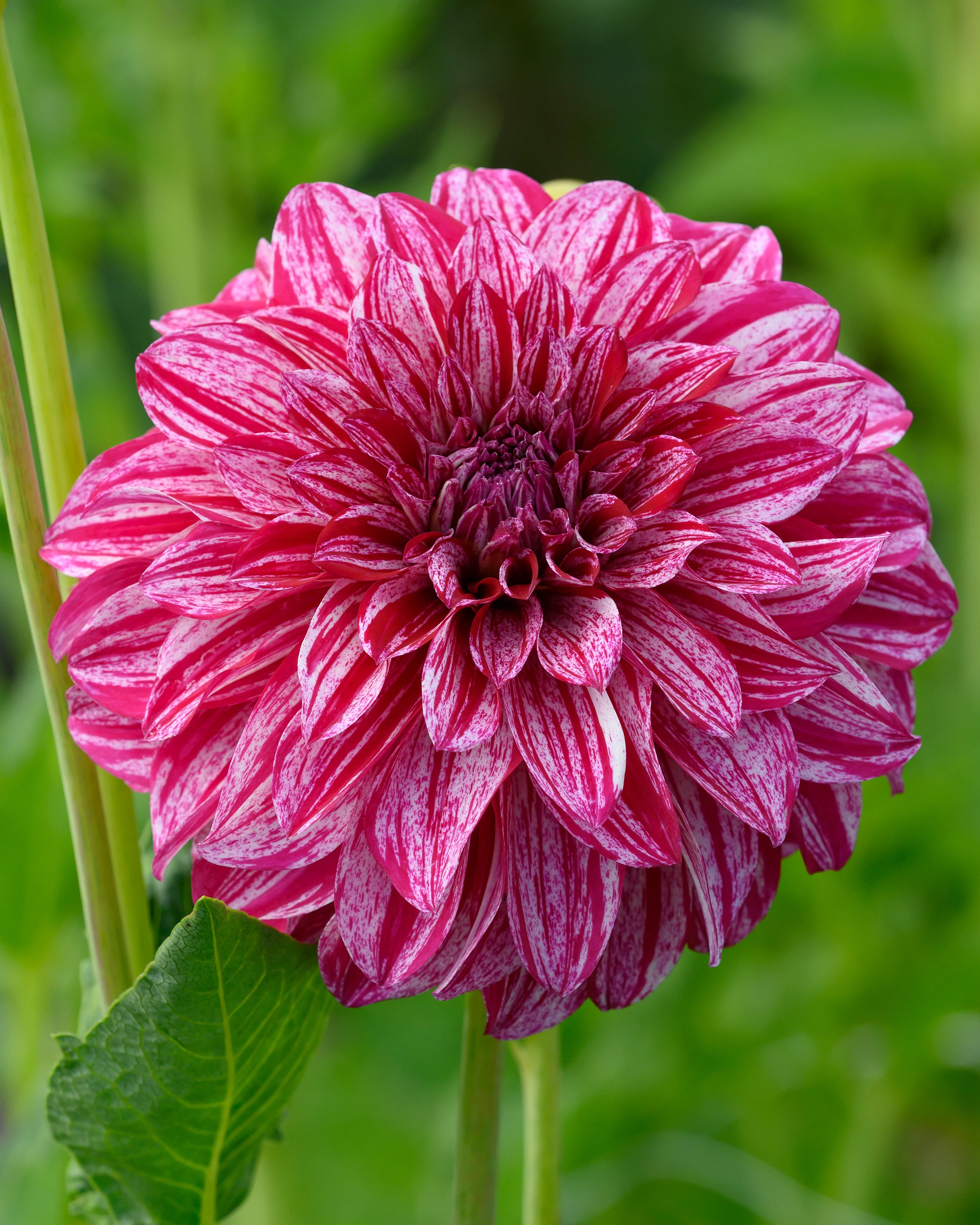 Dahlia 'Sturm Sweet Nicole' - Image 2