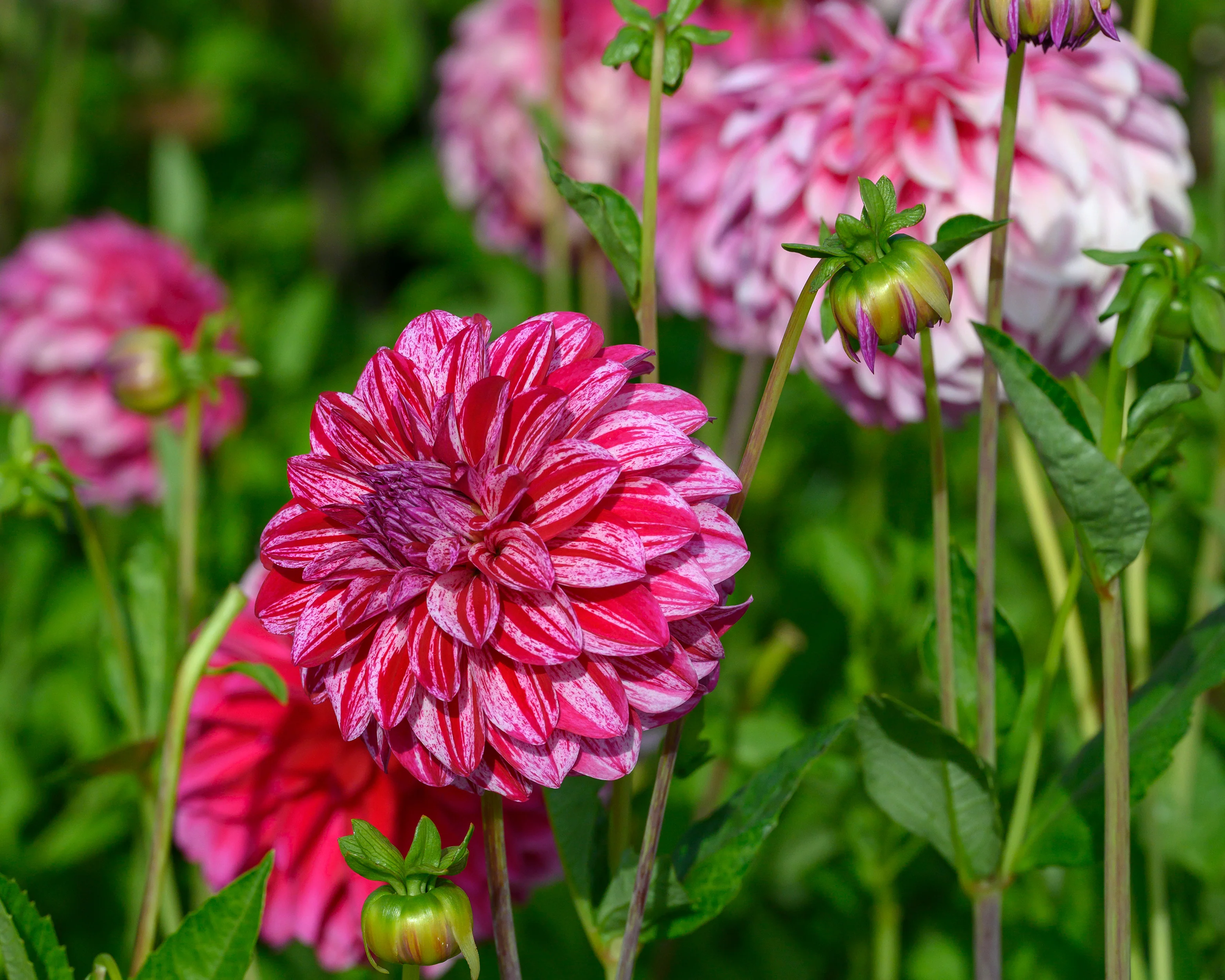 Dahlia 'Sturm Sweet Nicole' - Image 3