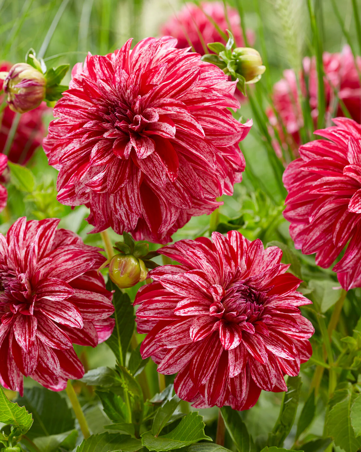 Dahlia 'Sturm Sweet Nicole' - Image 4