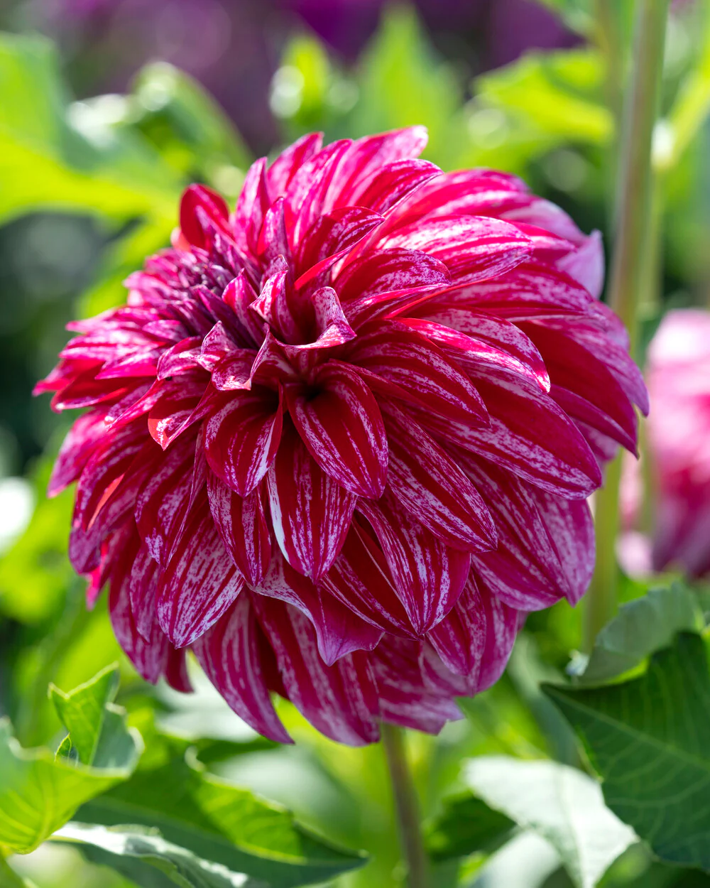 Dahlia 'Sturm Sweet Nicole' - Image 5