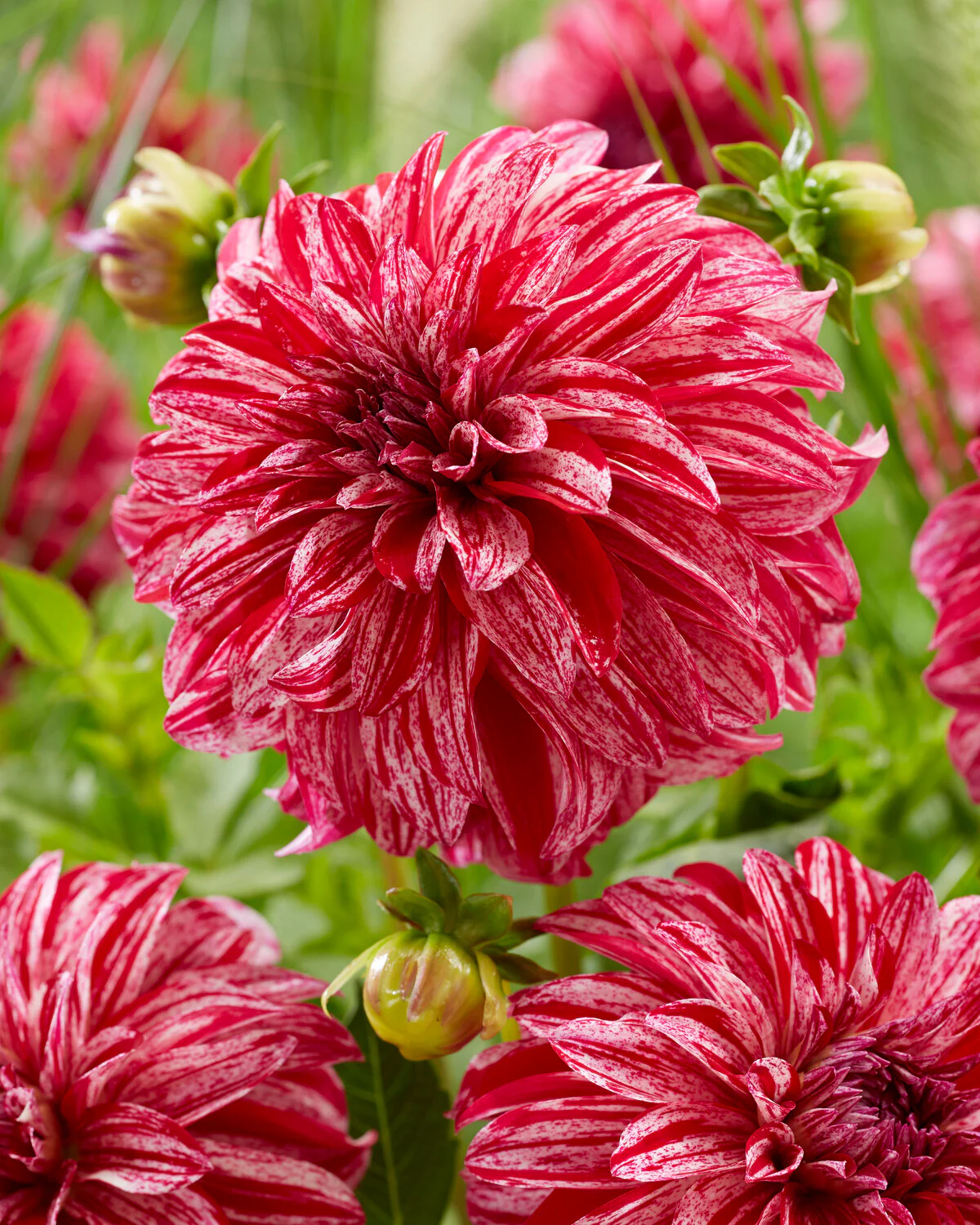 Dahlia 'Sturm Sweet Nicole' - Image 6
