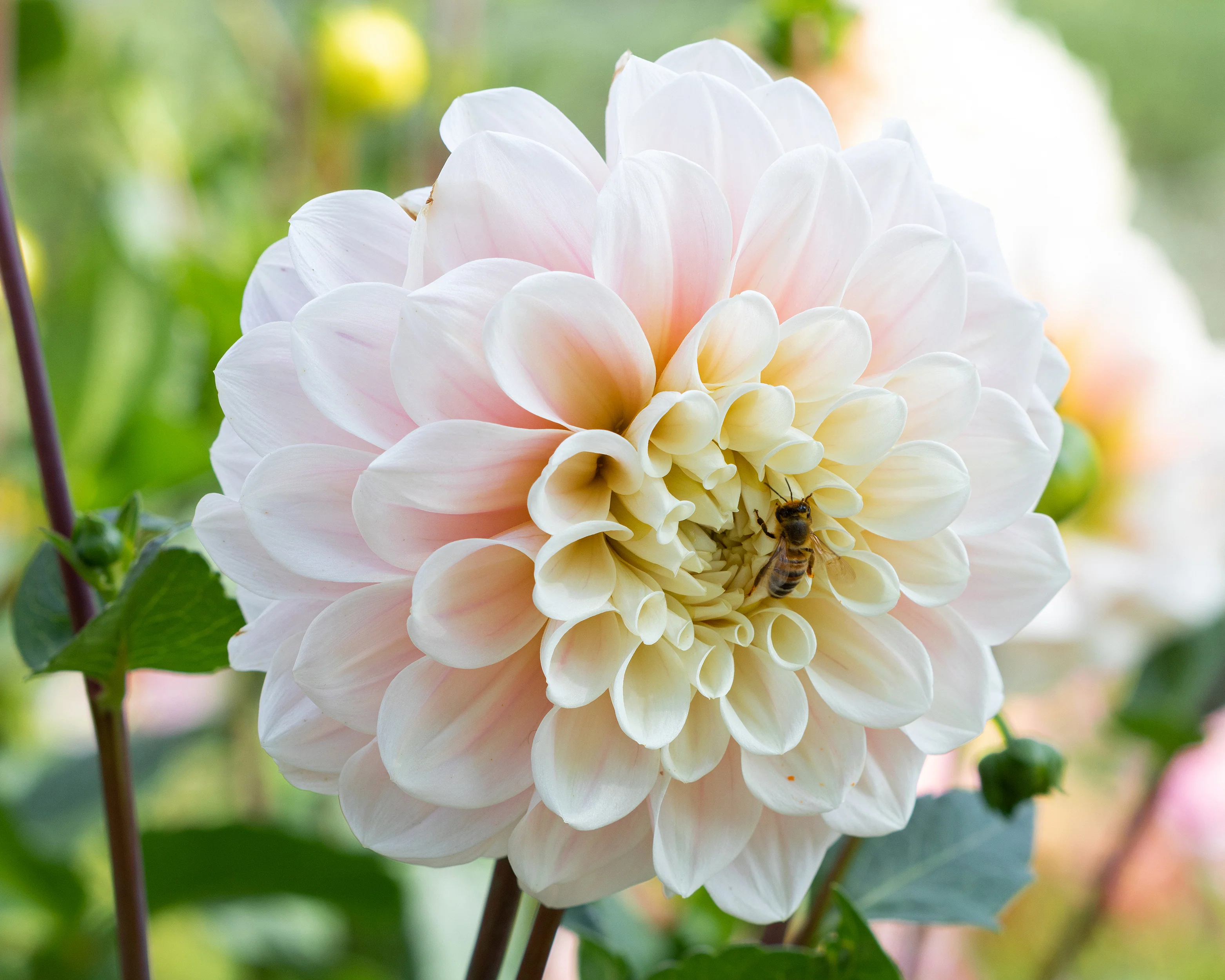 Dahlia 'Sweet Nathalie' - Image 3