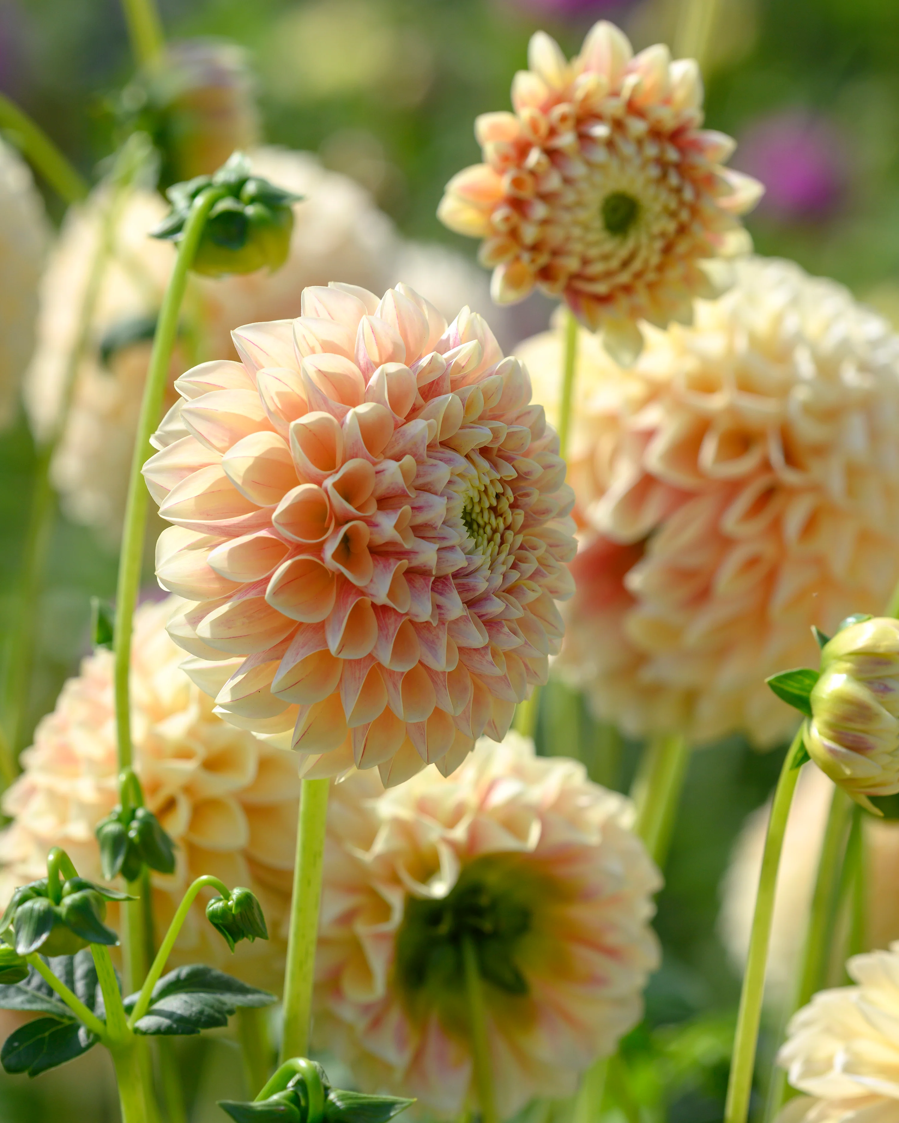 Dahlia 'Sweet Suzanne' - Image 4