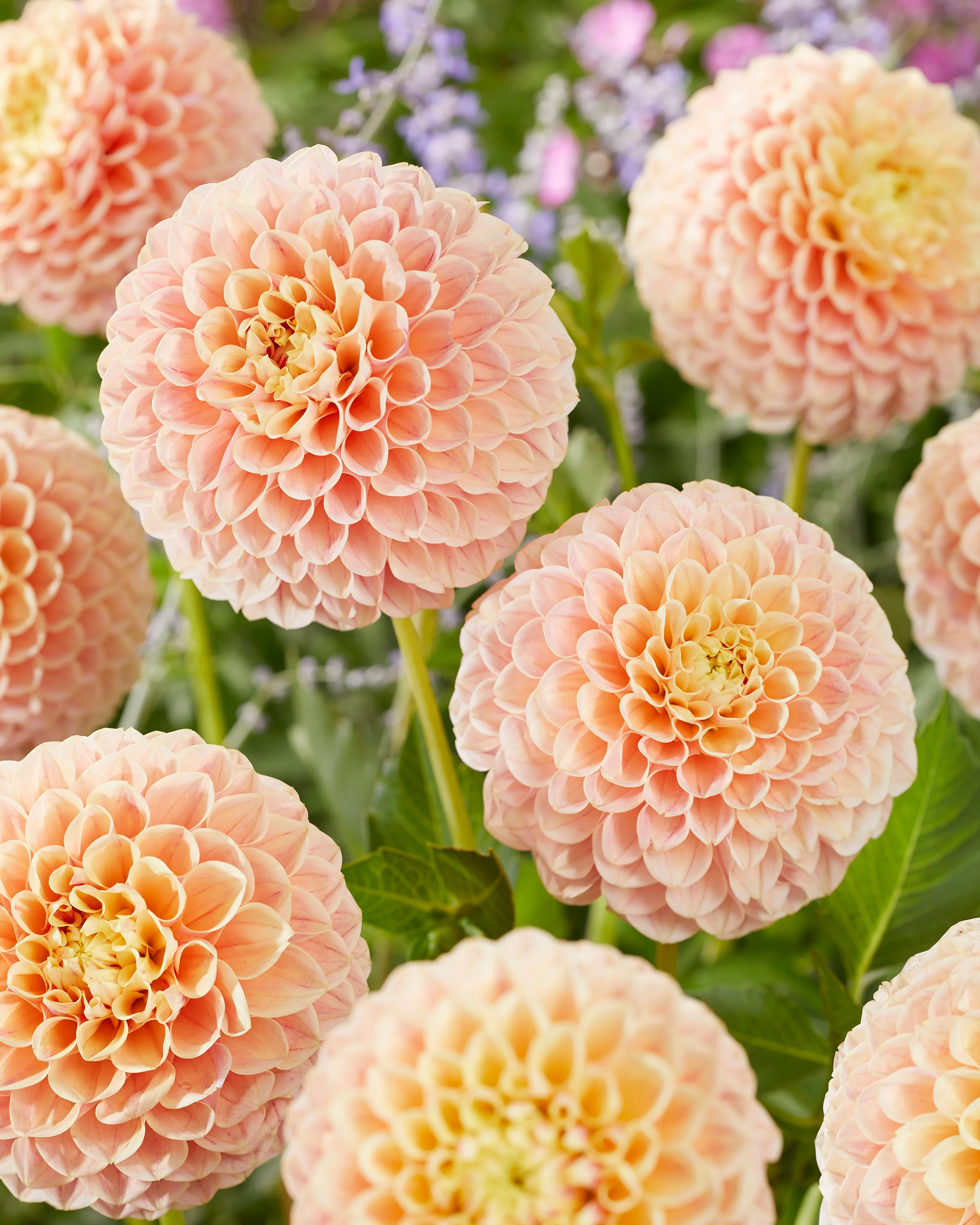 Dahlia 'Sweet Suzanne' - Image 6
