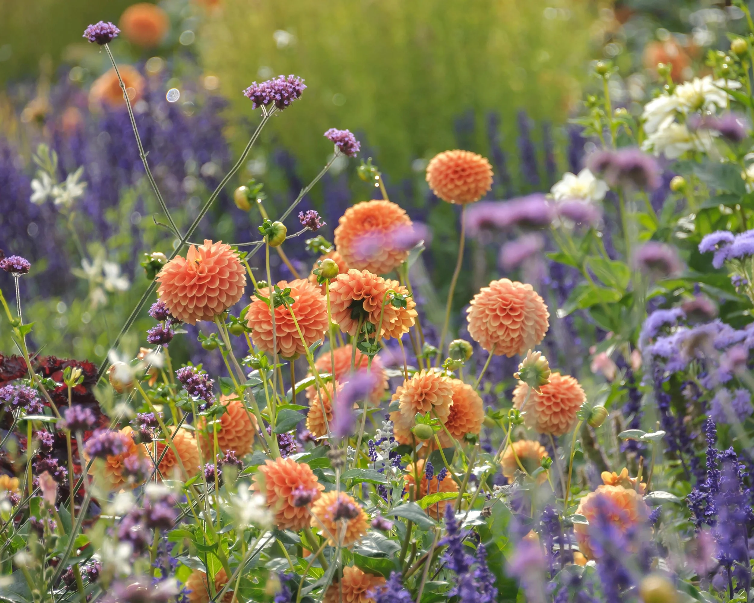 Dahlia 'Sylvia' - Image 5