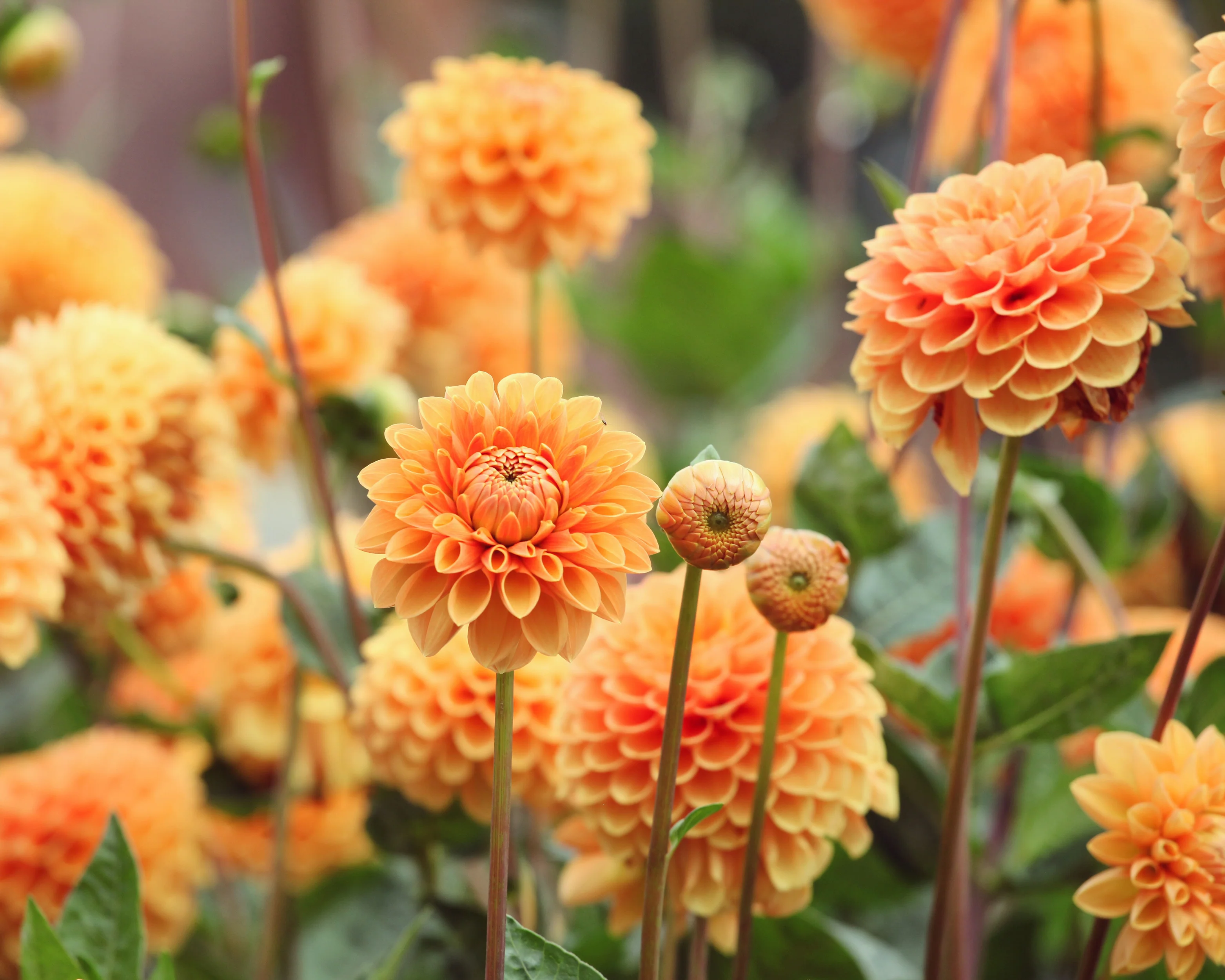 Dahlia 'Sylvia' - Image 7