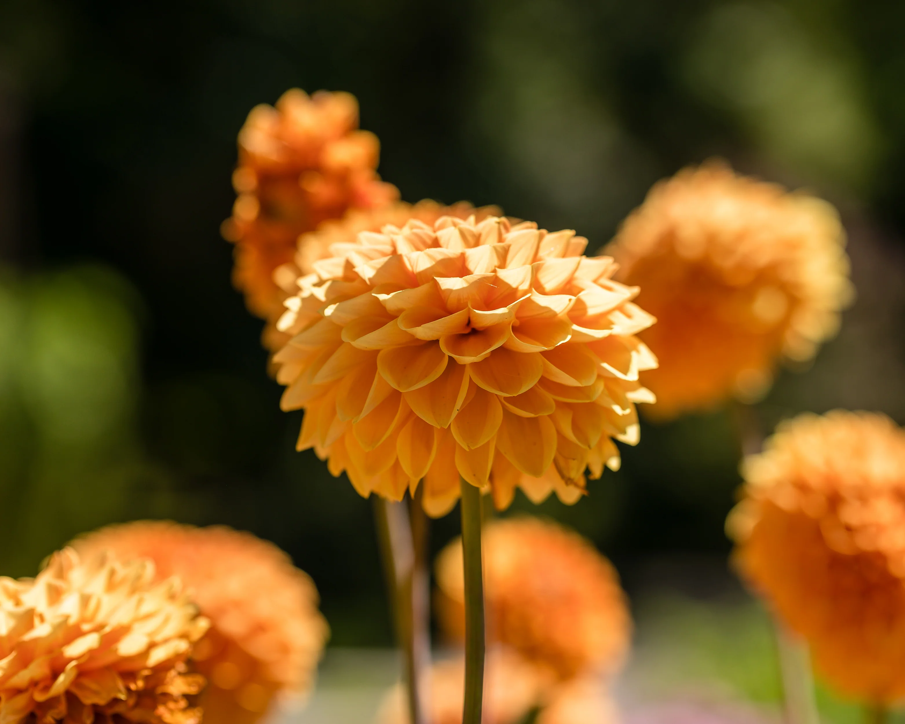 Dahlia 'Sylvia' - Image 8