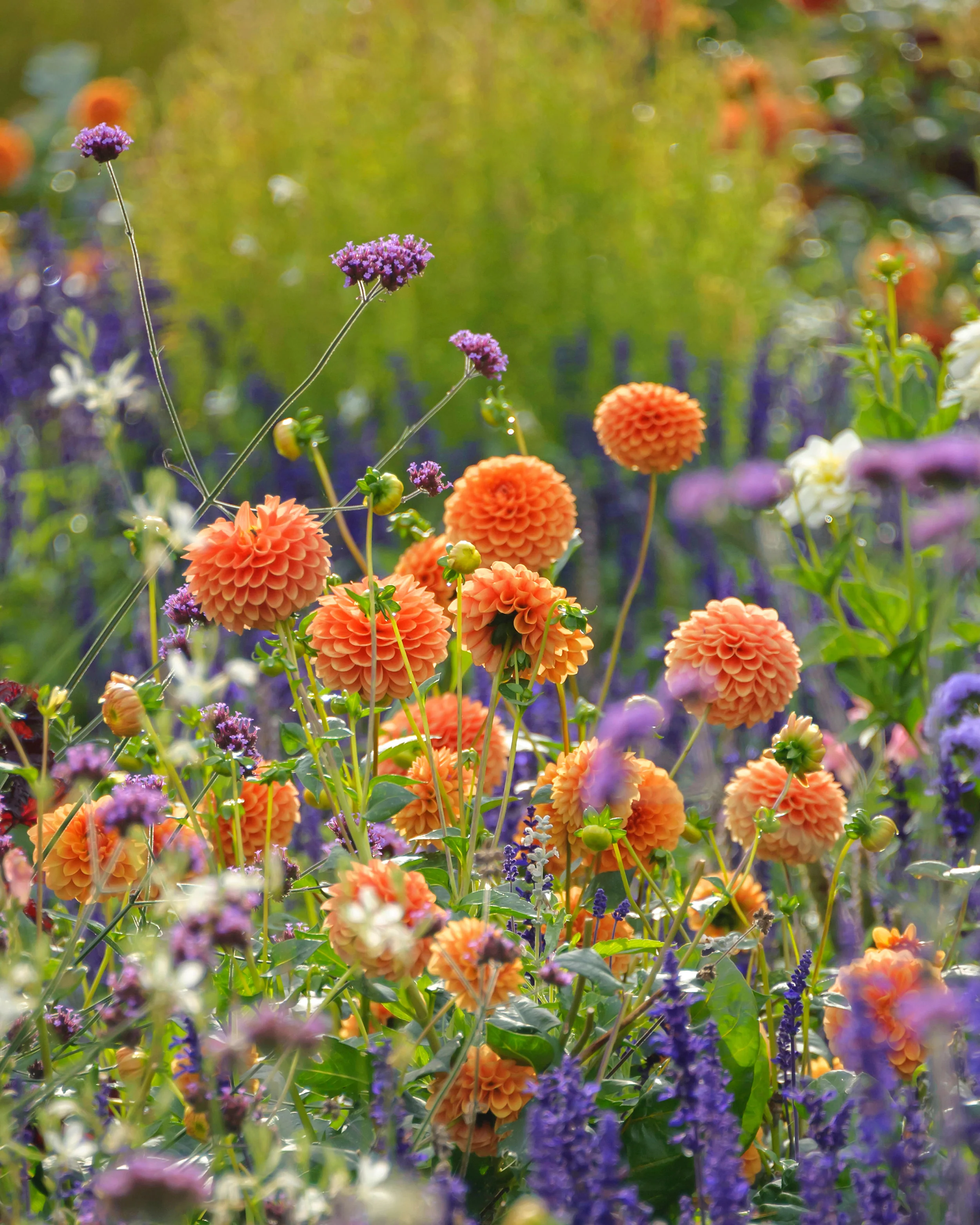 Dahlia 'Sylvia' - Image 9