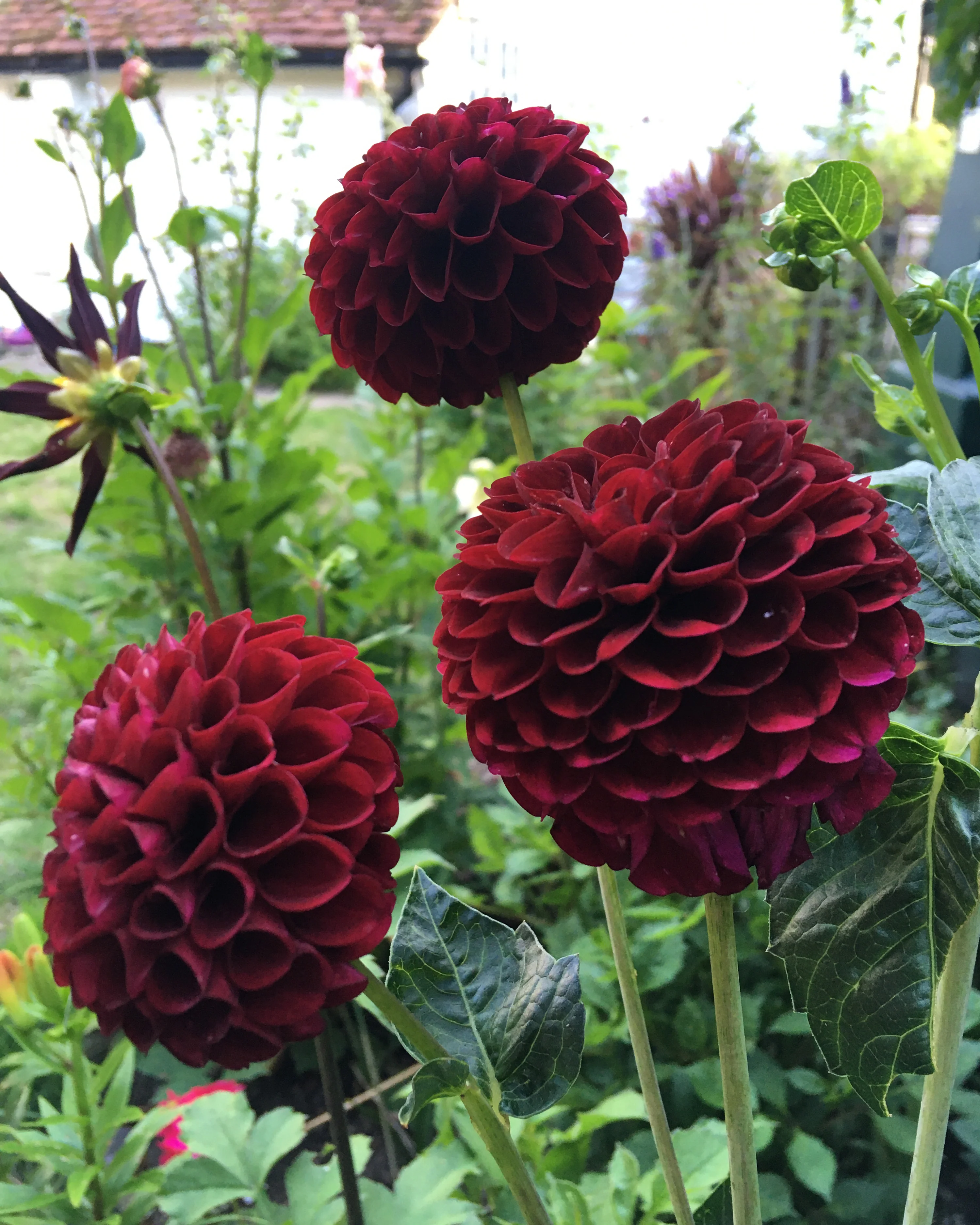 Dahlia 'Tam Tam' - Image 6